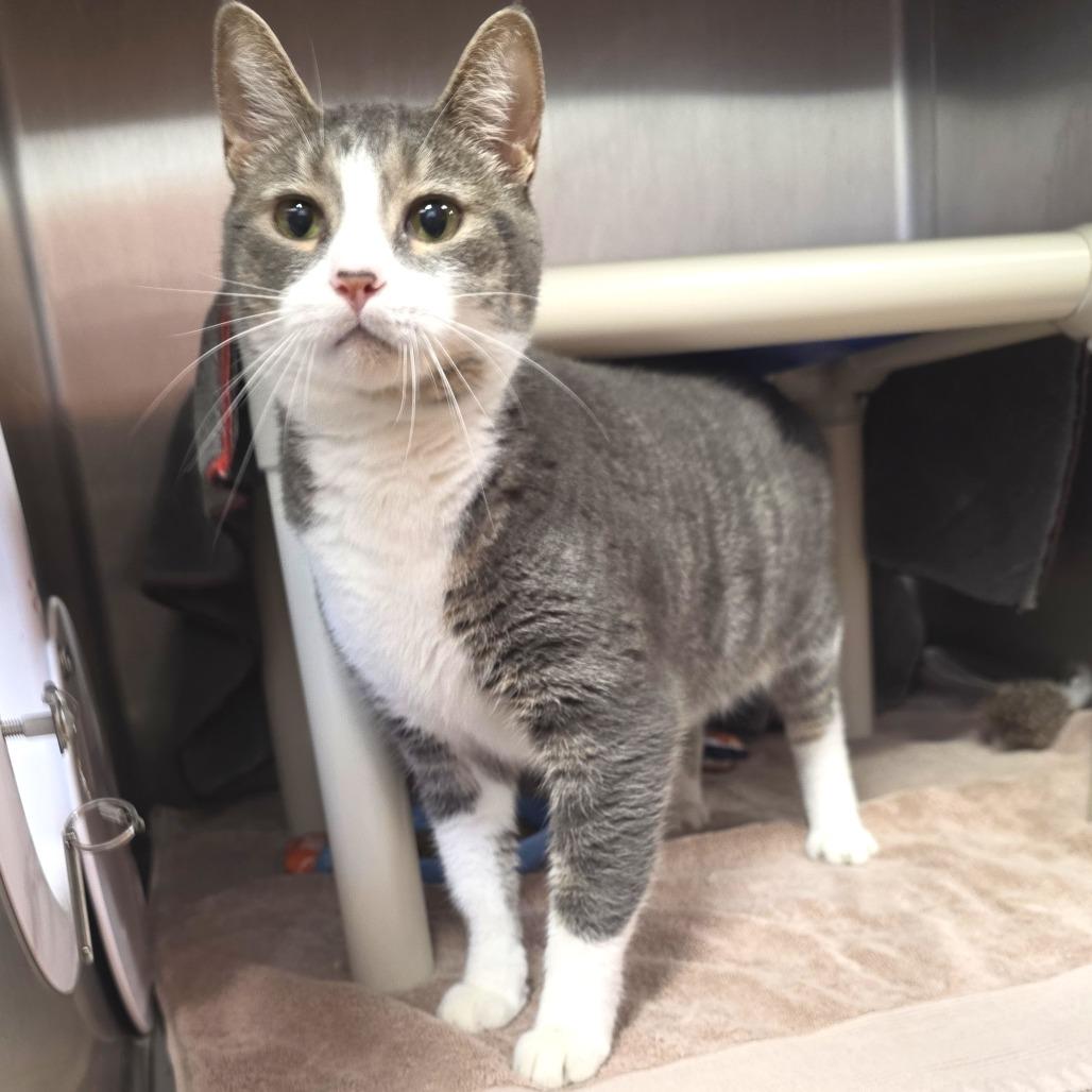 Enlarge Penelope, a Adoptable mixed breed in Fort Wayne, IN image 1/6