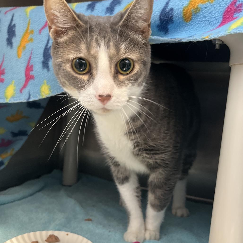 Enlarge Penelope, a Adoptable mixed breed in Fort Wayne, IN image 2/6