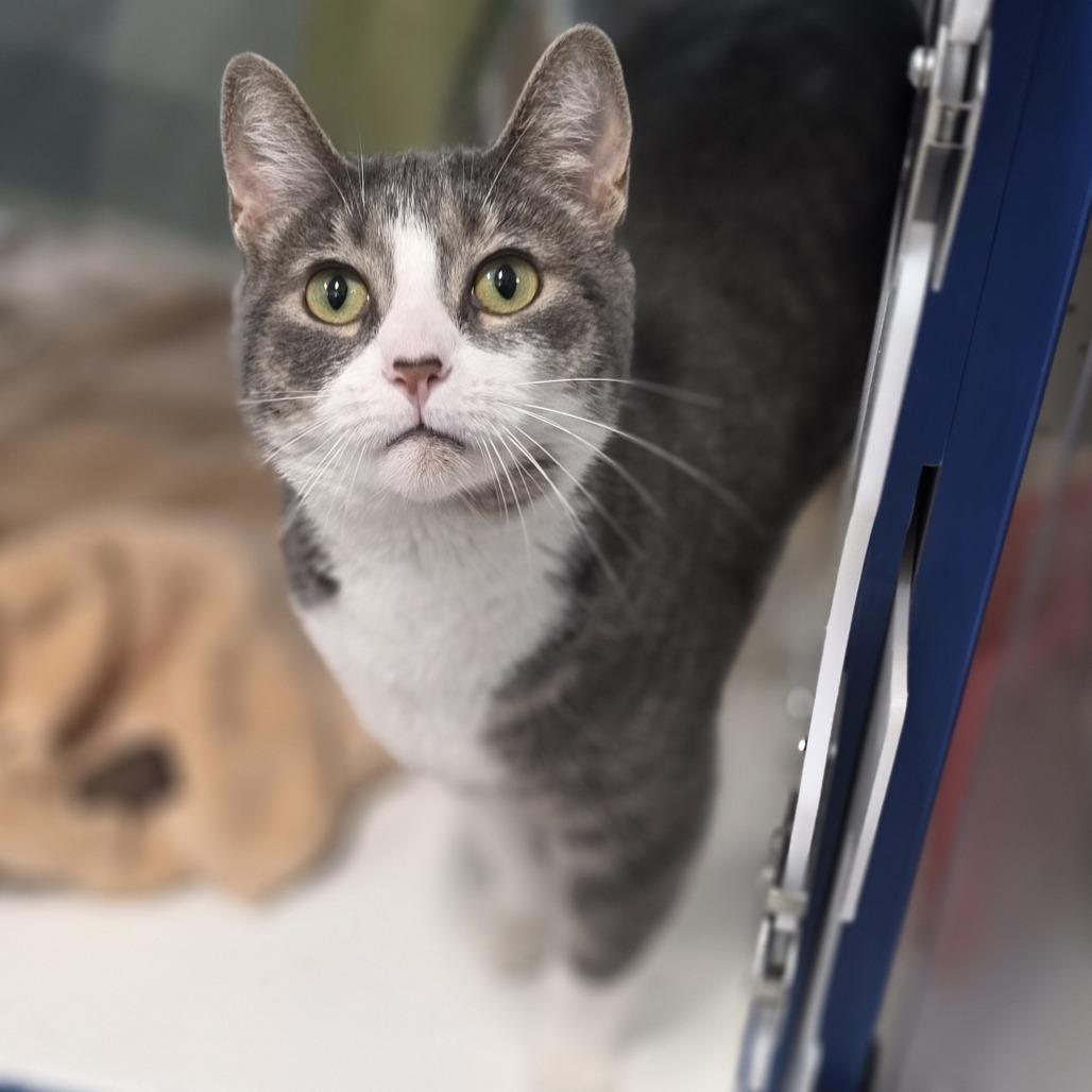 Enlarge Penelope, a Adoptable mixed breed in Fort Wayne, IN image 3/6