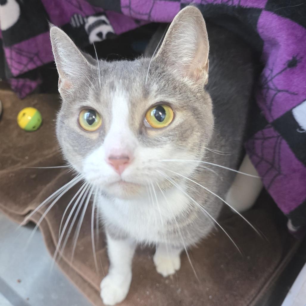 Enlarge Penelope, a Adoptable mixed breed in Fort Wayne, IN image 4/6