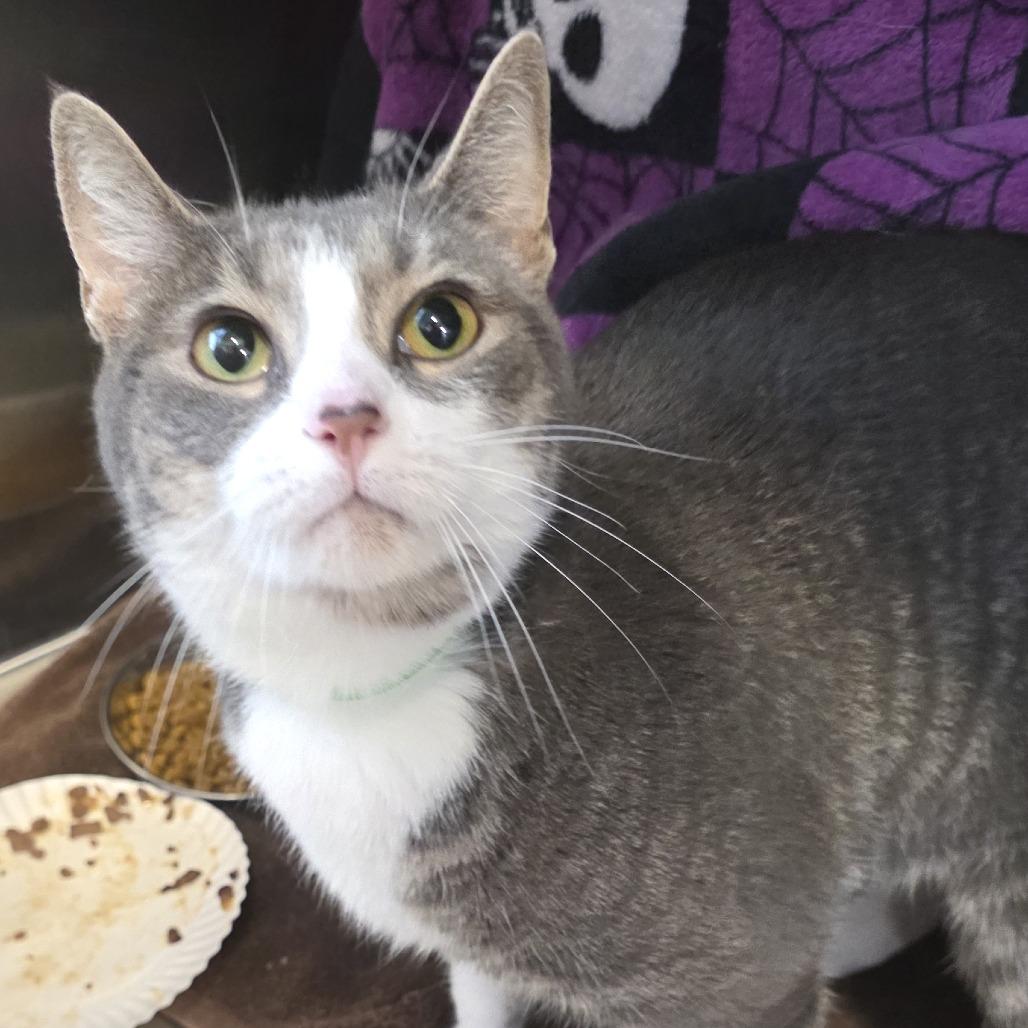 Enlarge Penelope, a Adoptable mixed breed in Fort Wayne, IN image 5/6