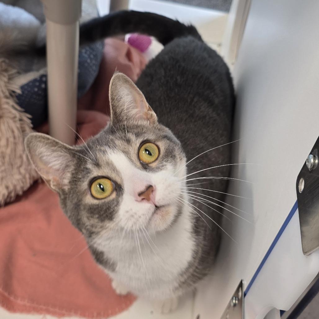 Enlarge Penelope, a Adoptable mixed breed in Fort Wayne, IN image 6/6