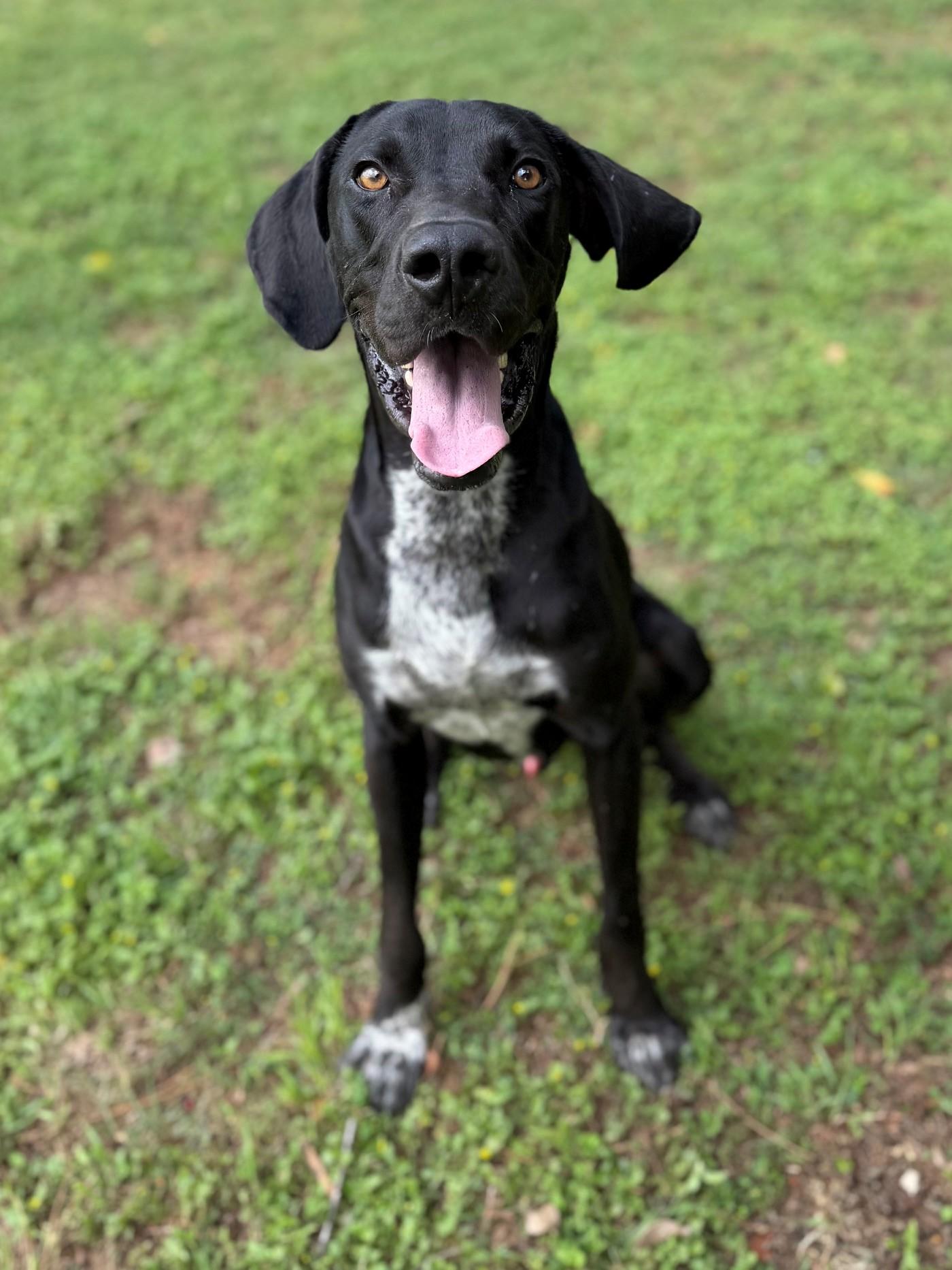 Rex, ADOPTABLE, Adult Male Great Dane.