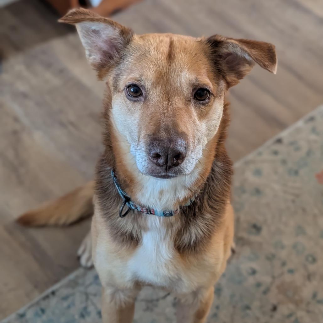 Taki, Adoptable, Senior Male Mixed Breed.