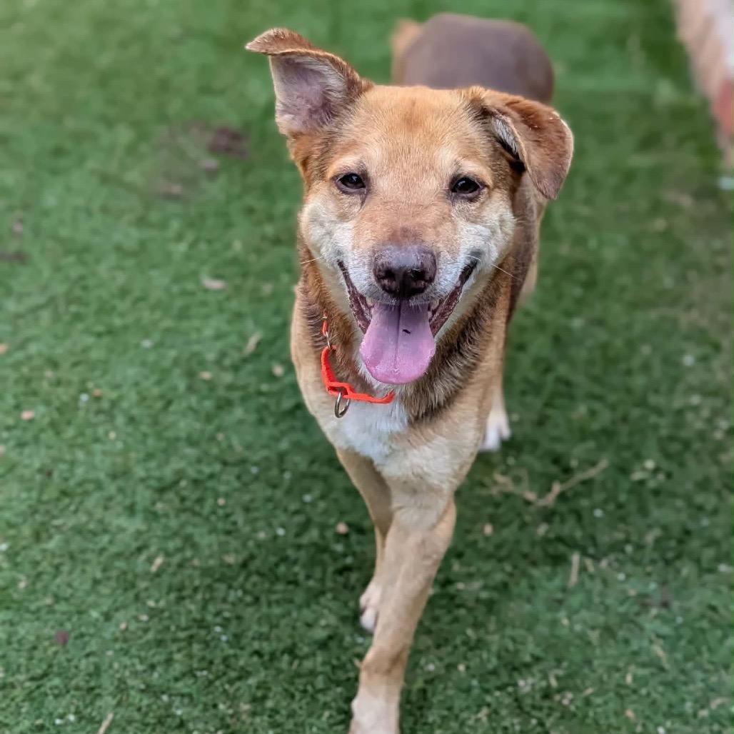 Enlarge Taki, a Adoptable Mixed Breed in Greensboro, NC image 5/5