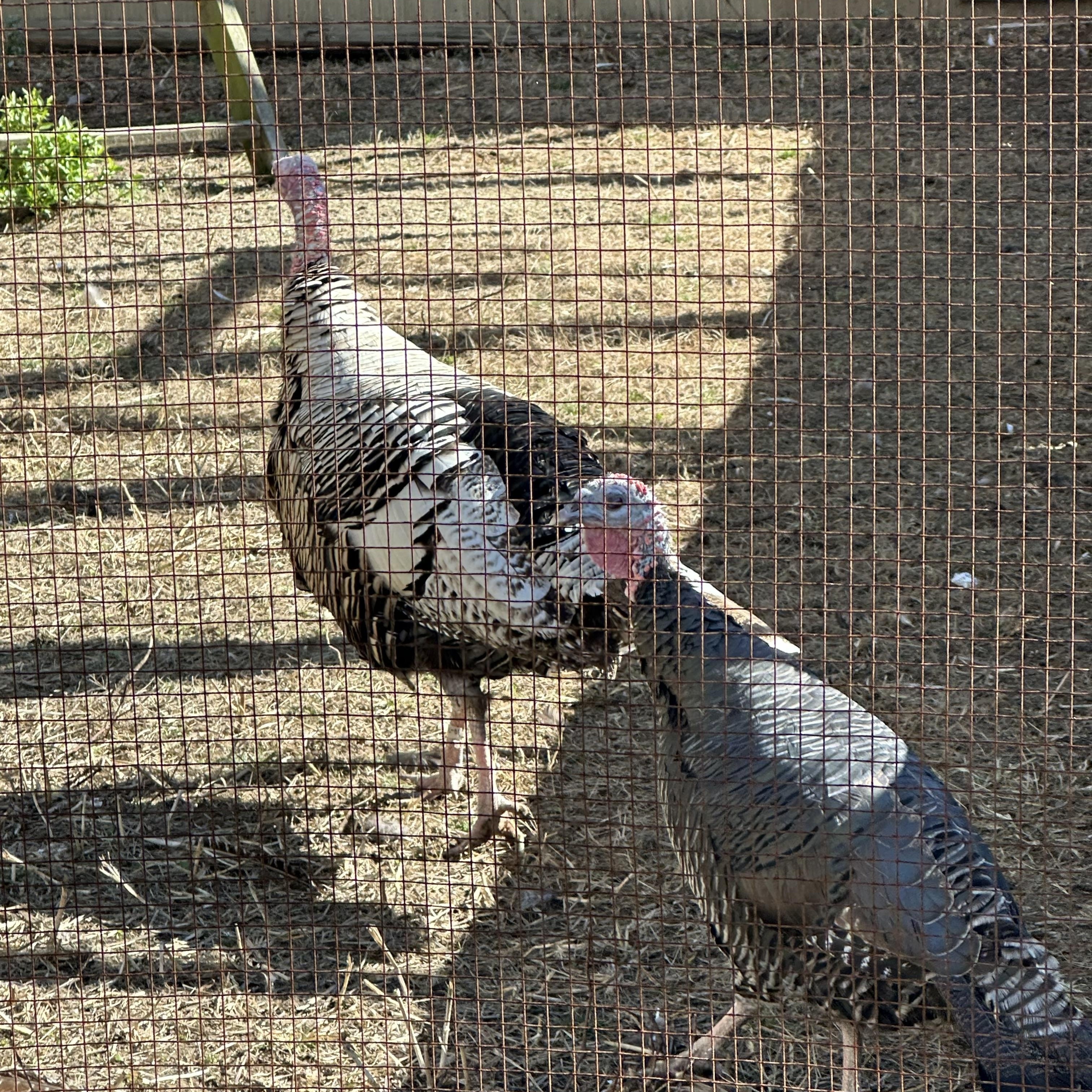 Turkeys (1 Hen & 1 Tom), adopted, Adult Female Turkey.