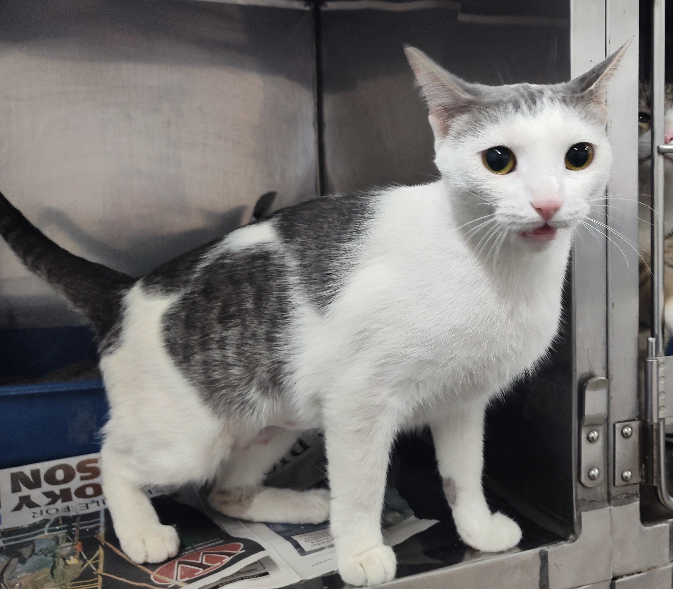 Enlarge SHELBY, a ADOPTABLE mixed breed in Claremore, OK image 1/1