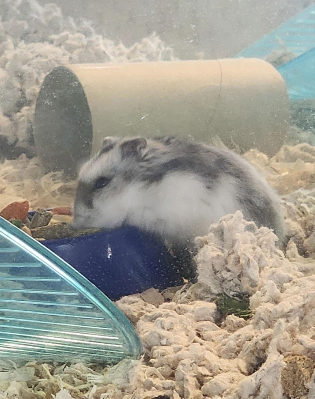 Jerry ⭐️, Adoptable, Adult Male Hamster.