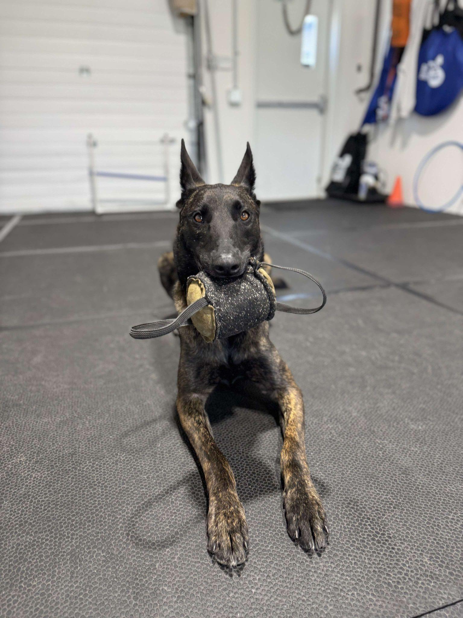 Enlarge Ares, a Adoptable Dutch Shepherd in Montreal, QC image 4/4