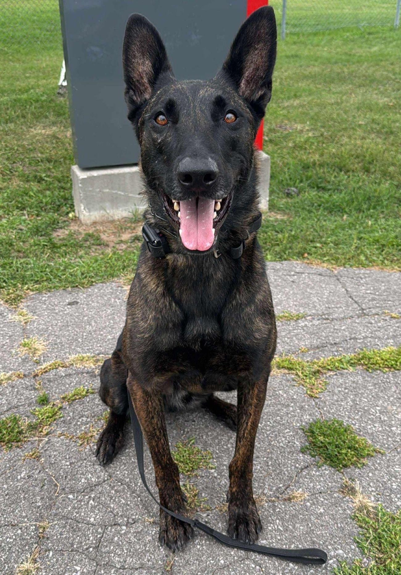 Ares, Adoptable, Adult Male Dutch Shepherd.