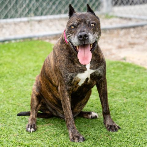 BUBAH, Adoptable, Senior Male Pit Bull Terrier.
