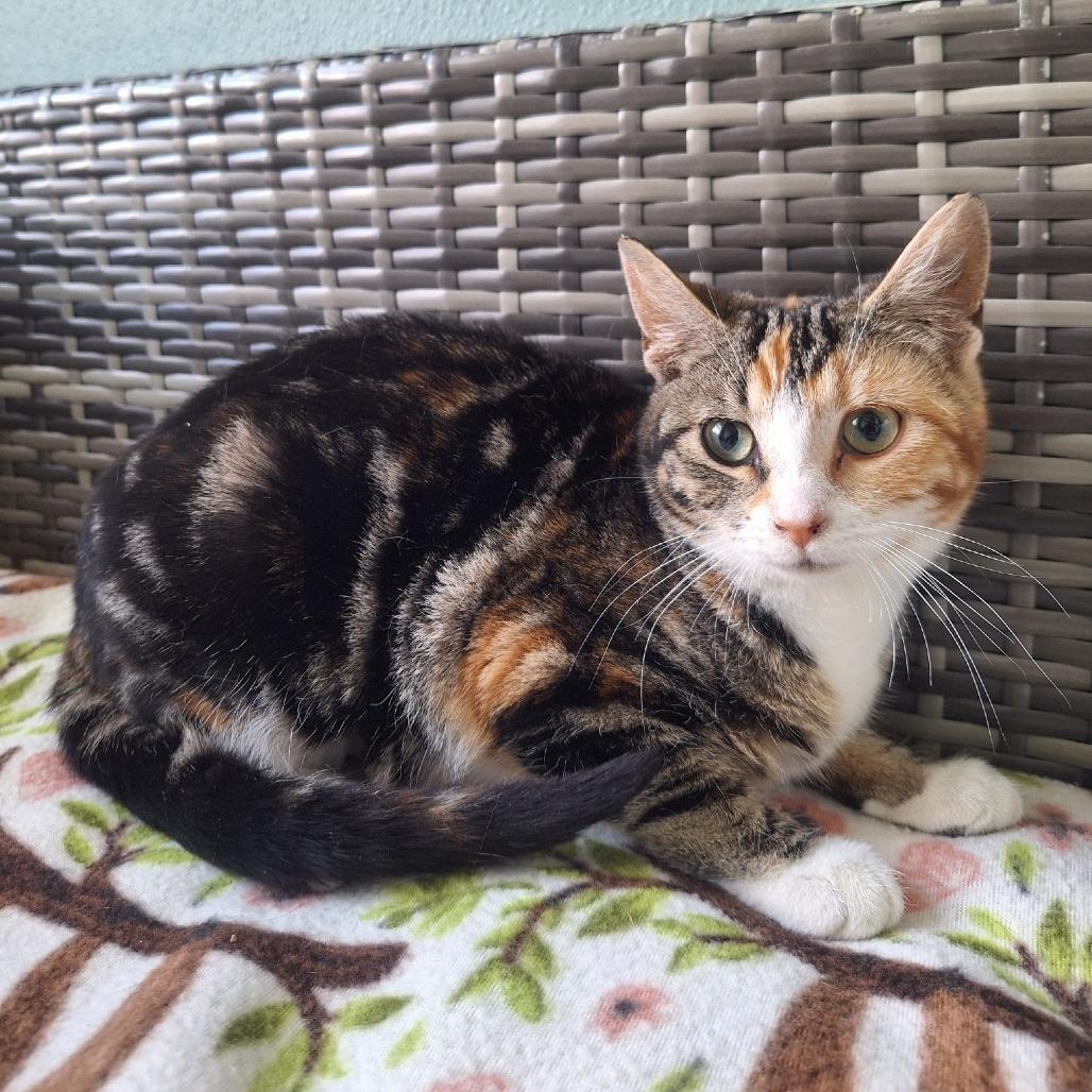 Enlarge Tilly, a Adoptable Domestic Short Hair in Attica, NY image 1/1