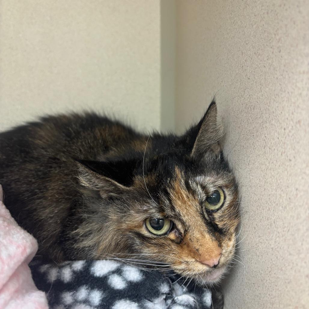 Enlarge Ziggy, a Adoptable Domestic Long Hair in Great Falls, MT image 1/2