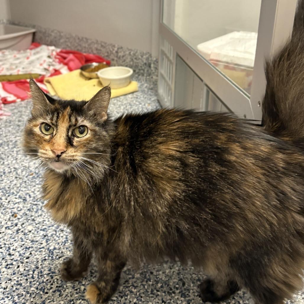 Enlarge Ziggy, a Adoptable Domestic Long Hair in Great Falls, MT image 2/2