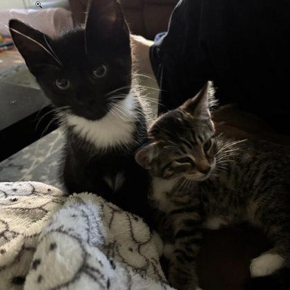 Jesse River, adopt with Josie, Adoptable, Kitten Male Domestic Short Hair & Domestic Short Hair.