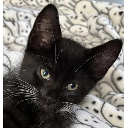 Enlarge Jesse River, adopt with Josie, a Adoptable mixed breed in Hudson, MA image 2/2