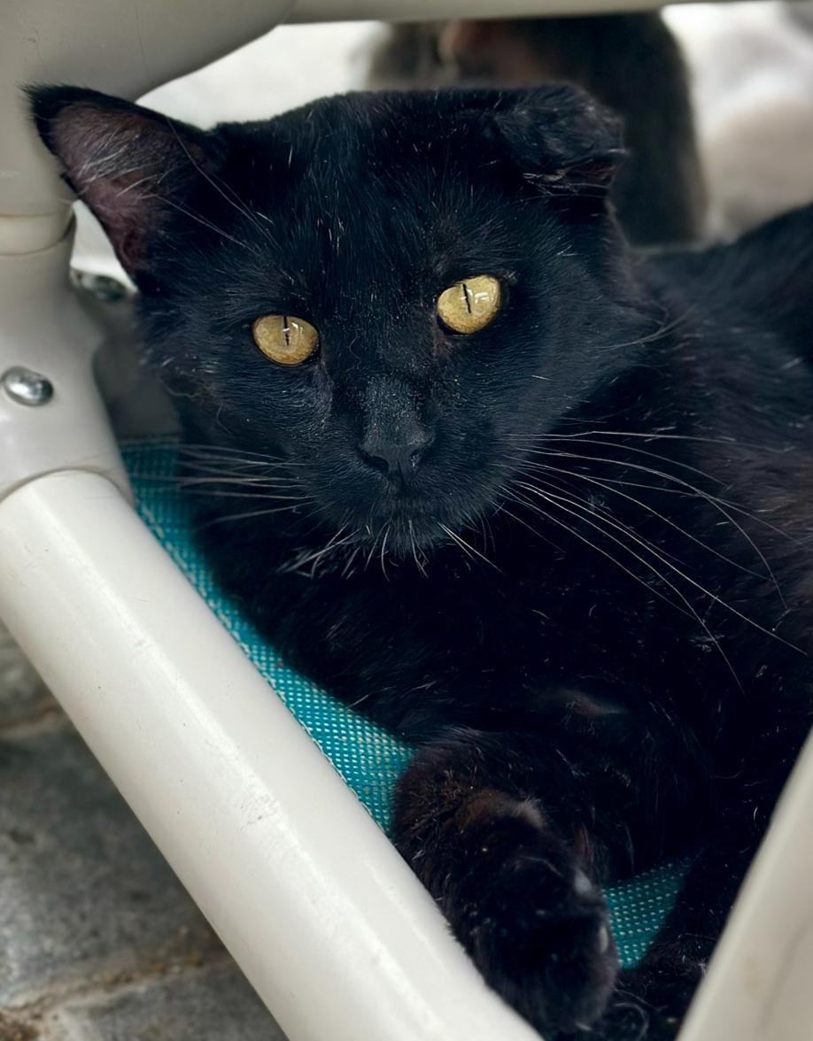 Tres, an adopted Domestic Short Hair in Faribault, MN image 1/6