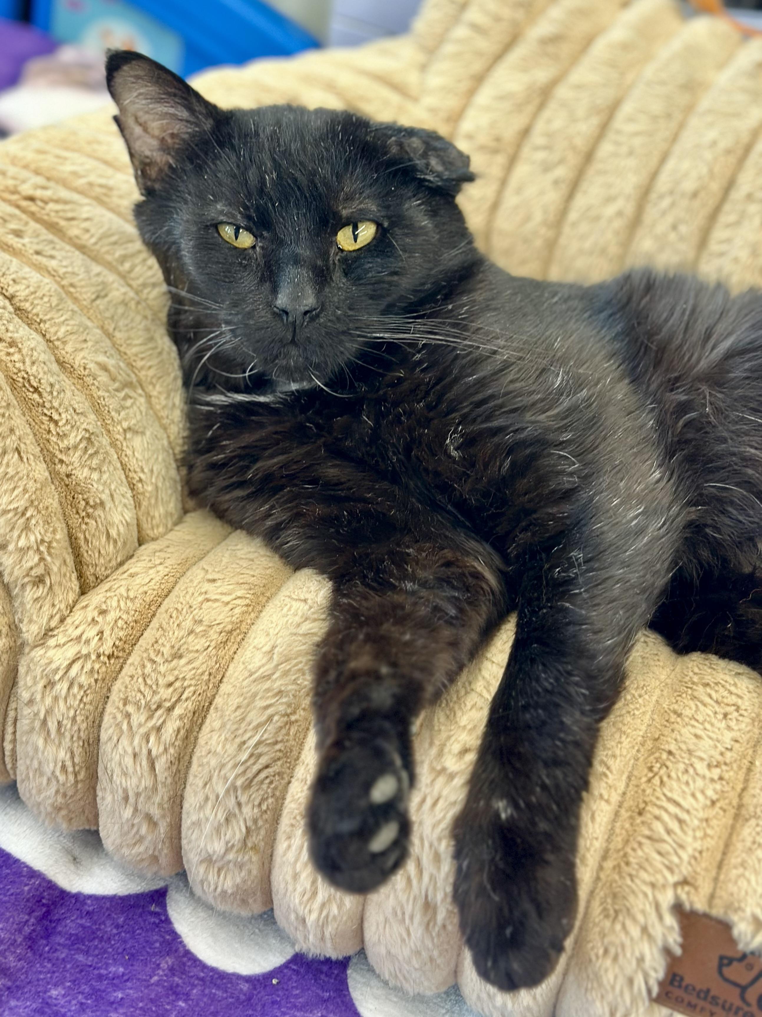 Tres, an adopted Domestic Short Hair in Faribault, MN image 5/6