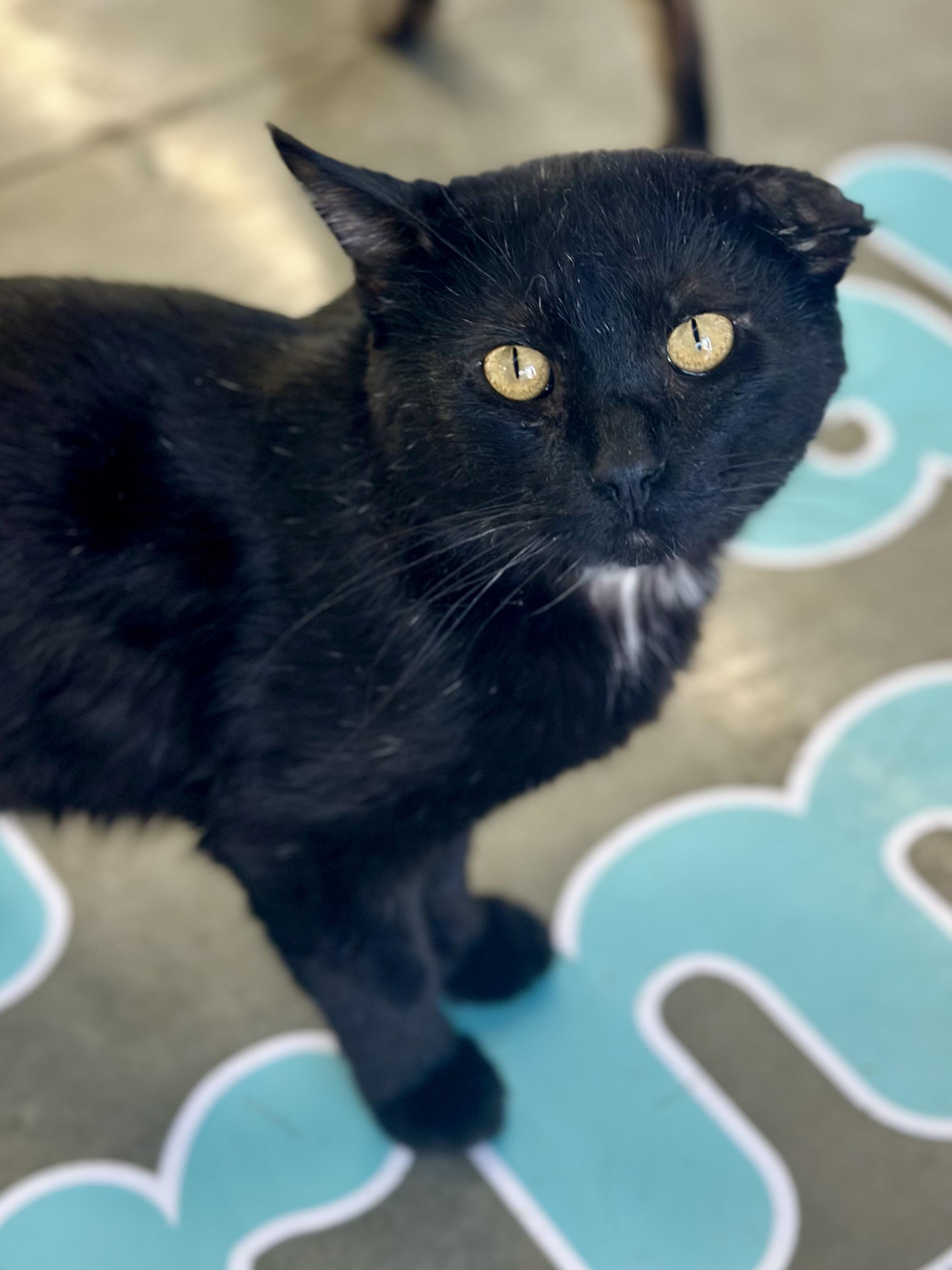Tres, an adopted Domestic Short Hair in Faribault, MN image 6/6