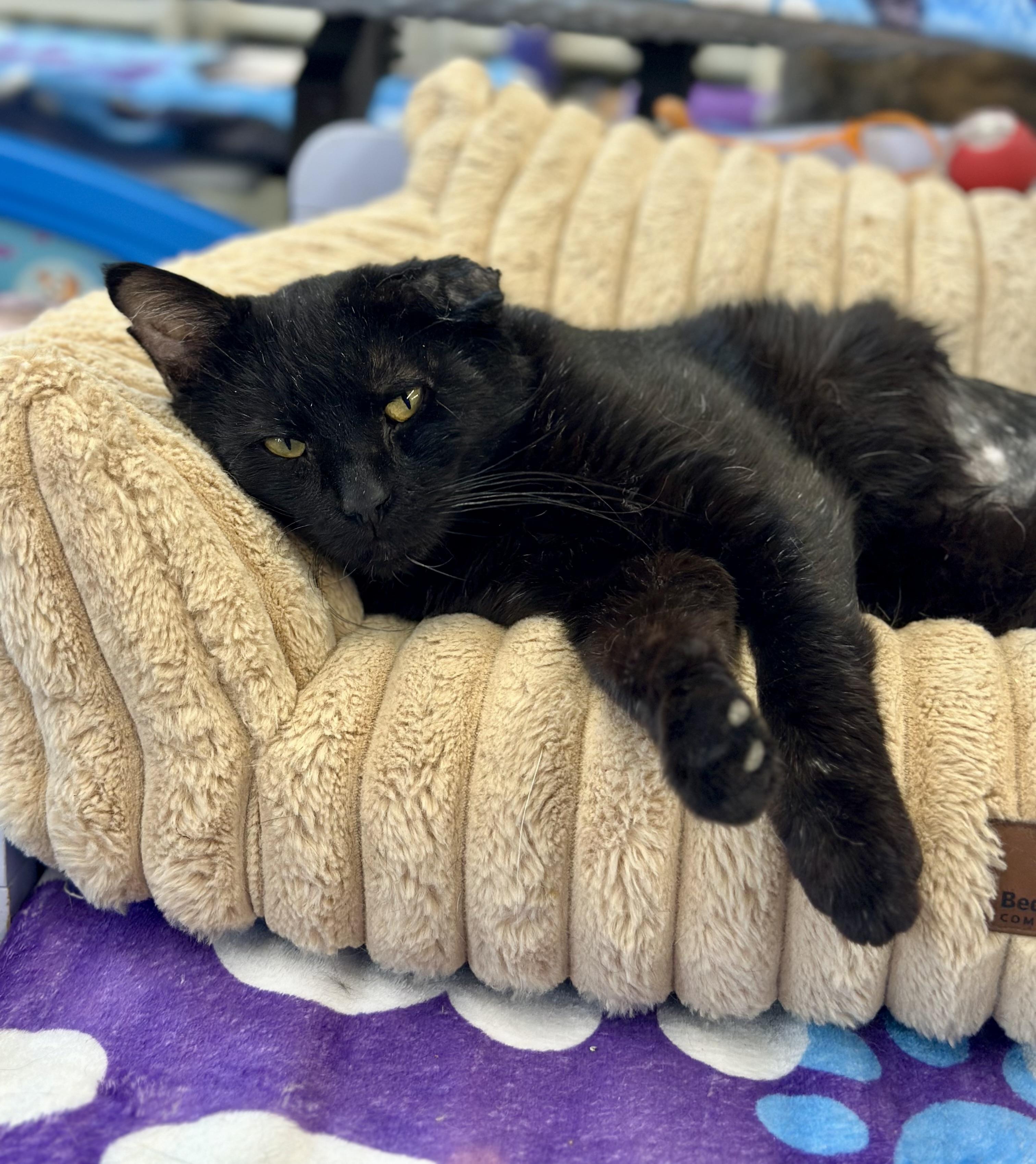 Tres, an adopted Domestic Short Hair in Faribault, MN image 3/6
