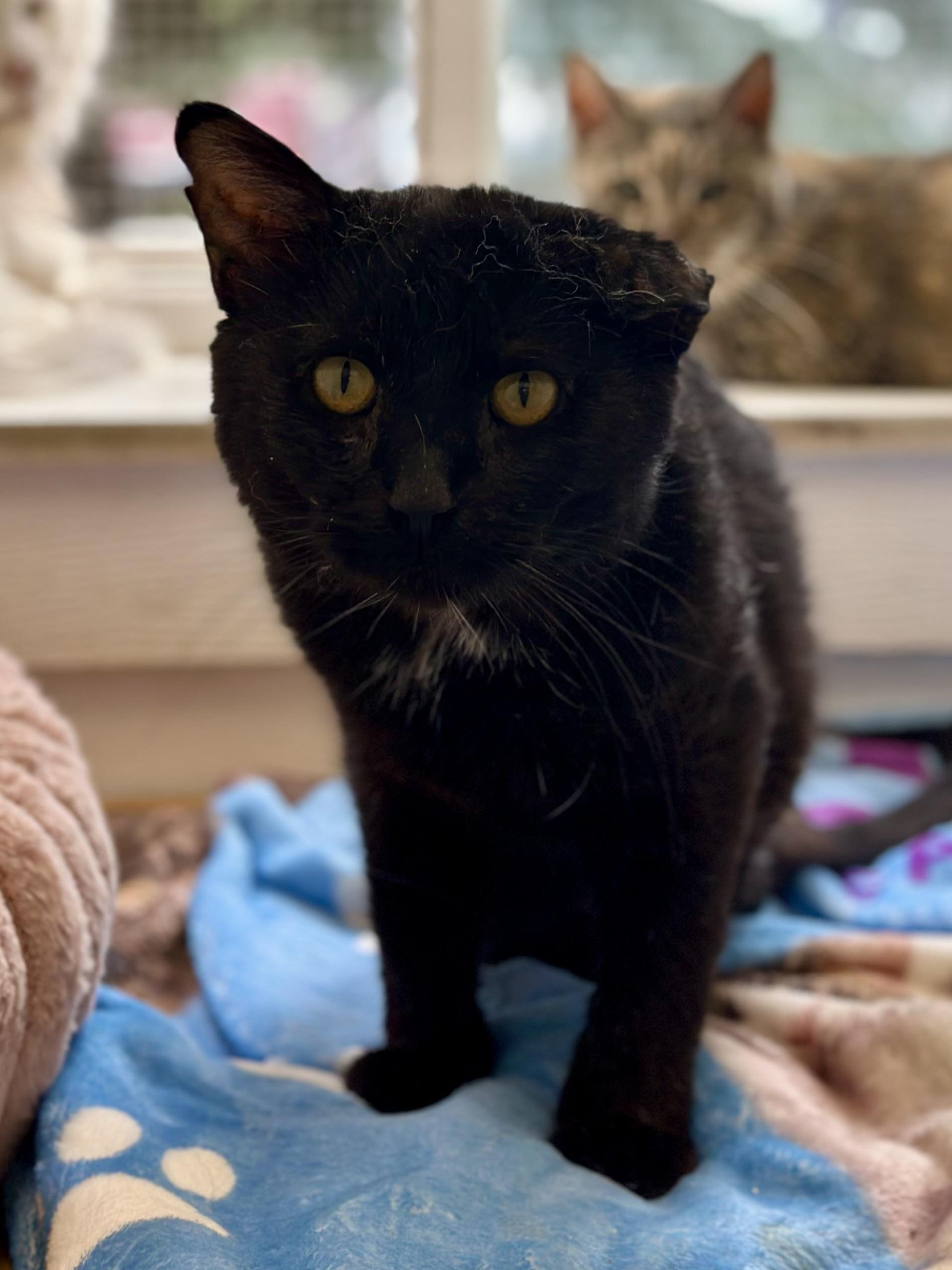 Tres, an adopted Domestic Short Hair in Faribault, MN image 2/6