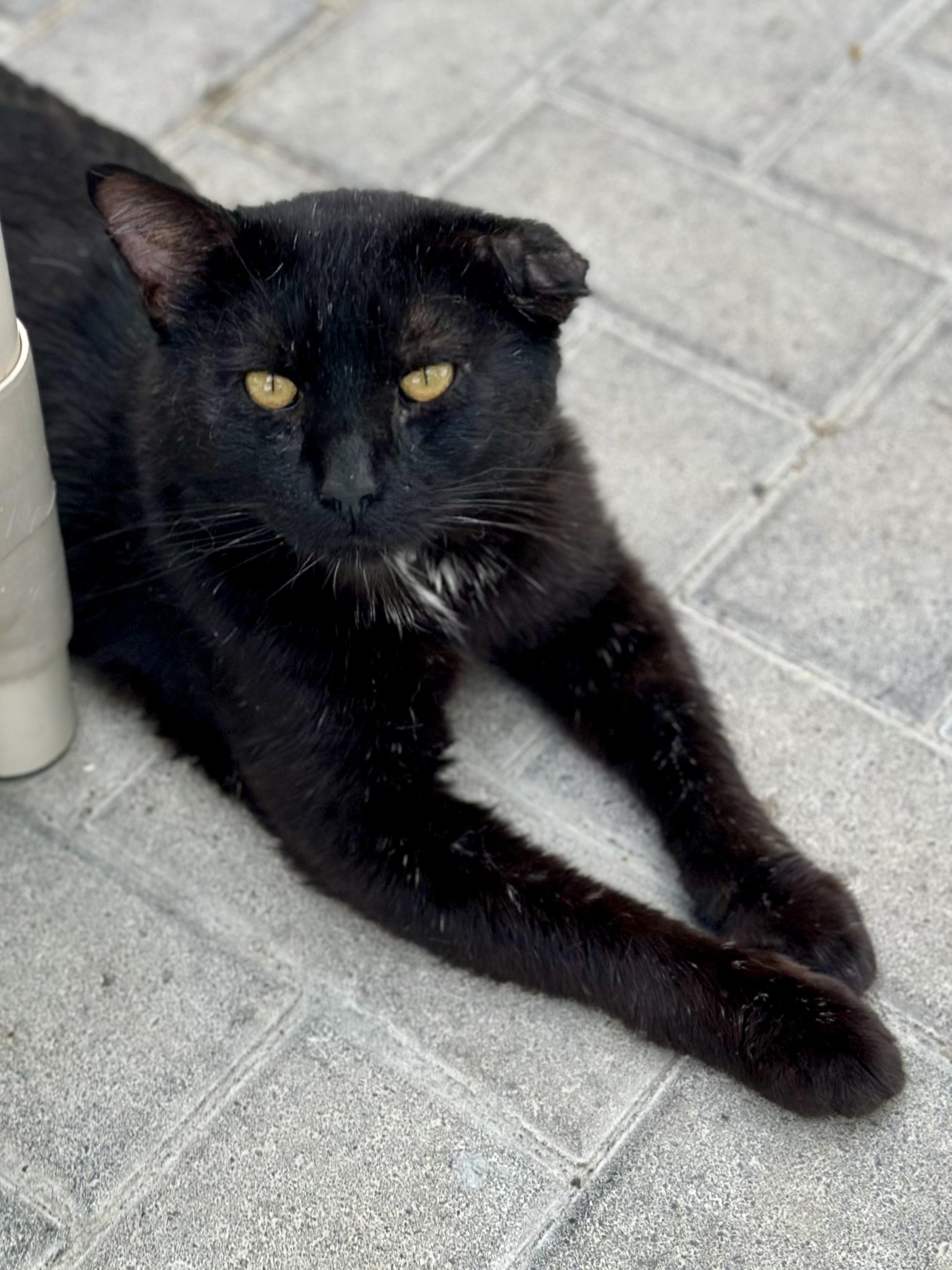 Tres, an adopted Domestic Short Hair in Faribault, MN image 4/6