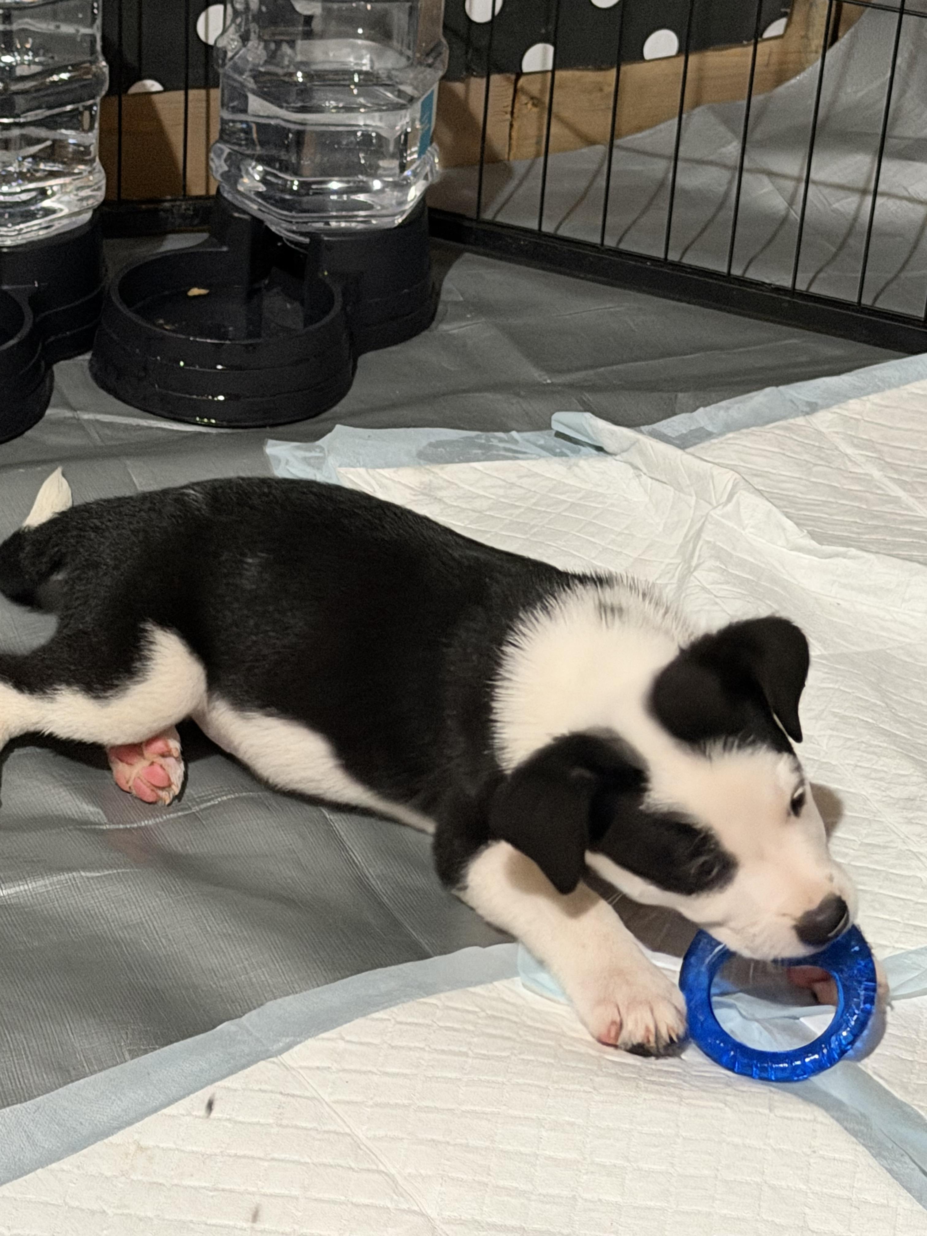 Enlarge Maverick, an adopted mixed breed in Concord, CA image 2/2