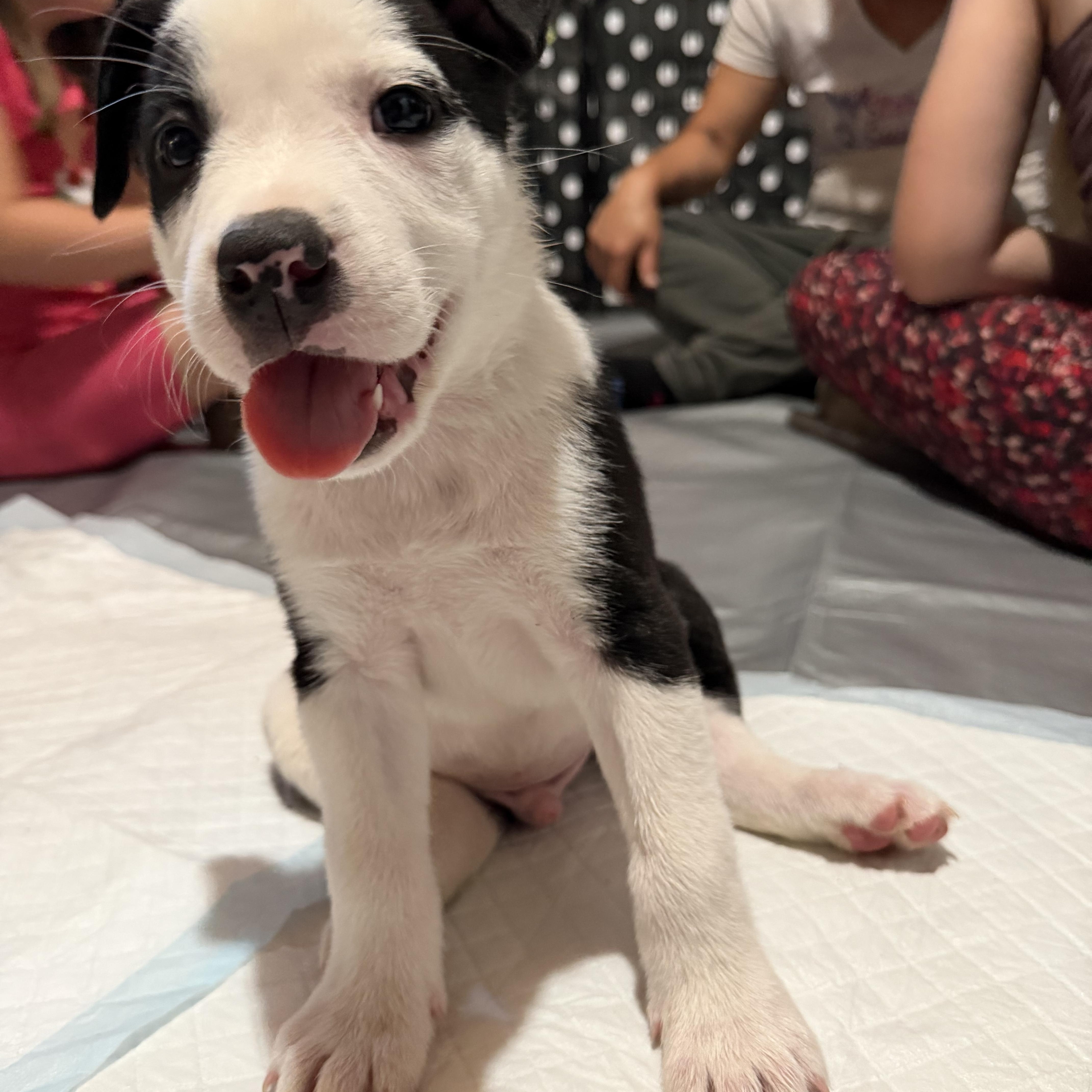 Enlarge Maverick, an adopted mixed breed in Concord, CA image 1/2