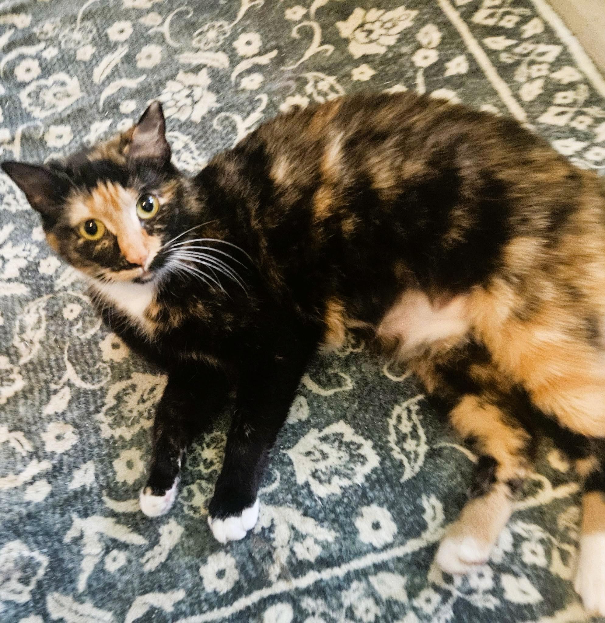 Maribel, a ADOPTABLE Domestic Short Hair in Rochester, NY image 3/4