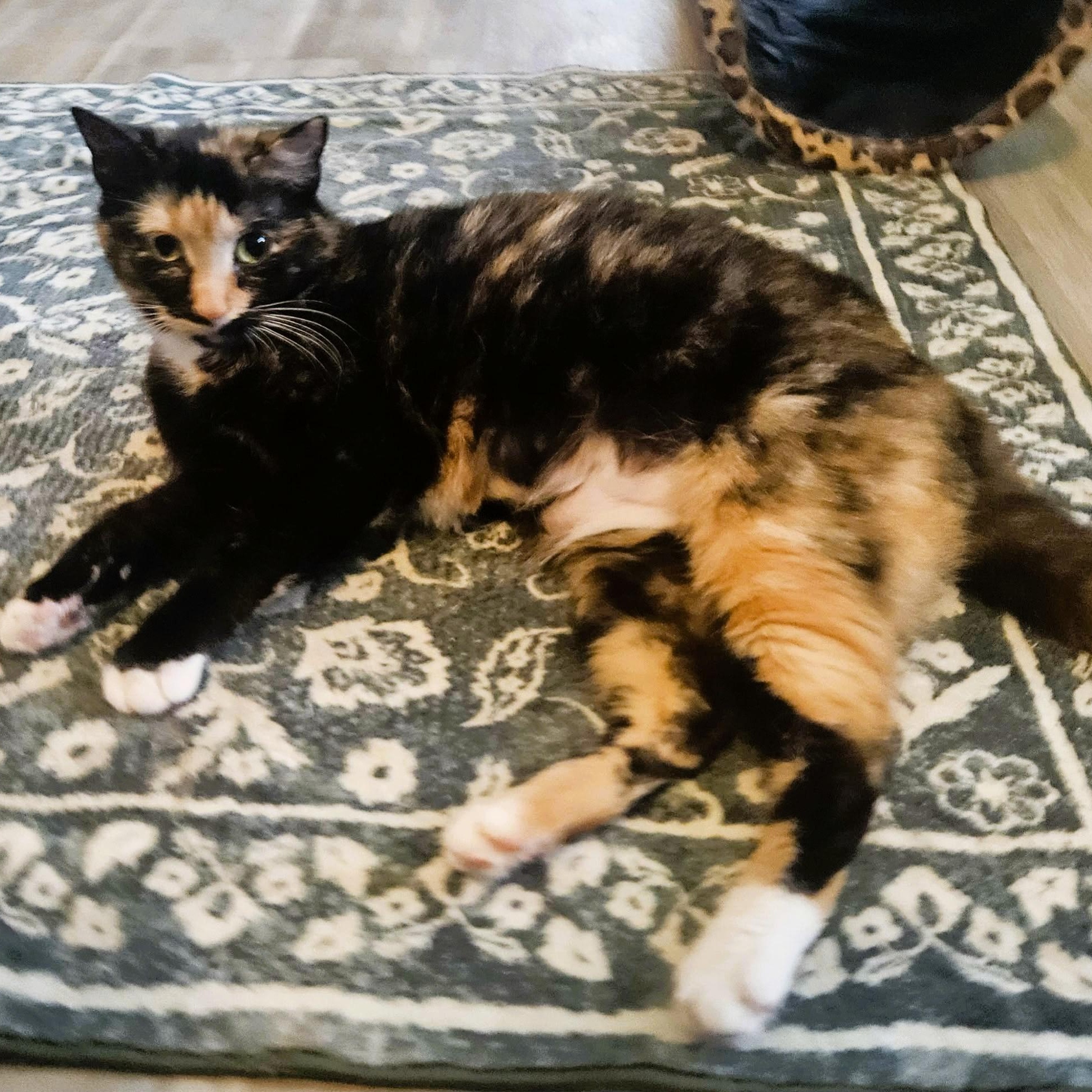 Maribel, a ADOPTABLE Domestic Short Hair in Rochester, NY image 2/4