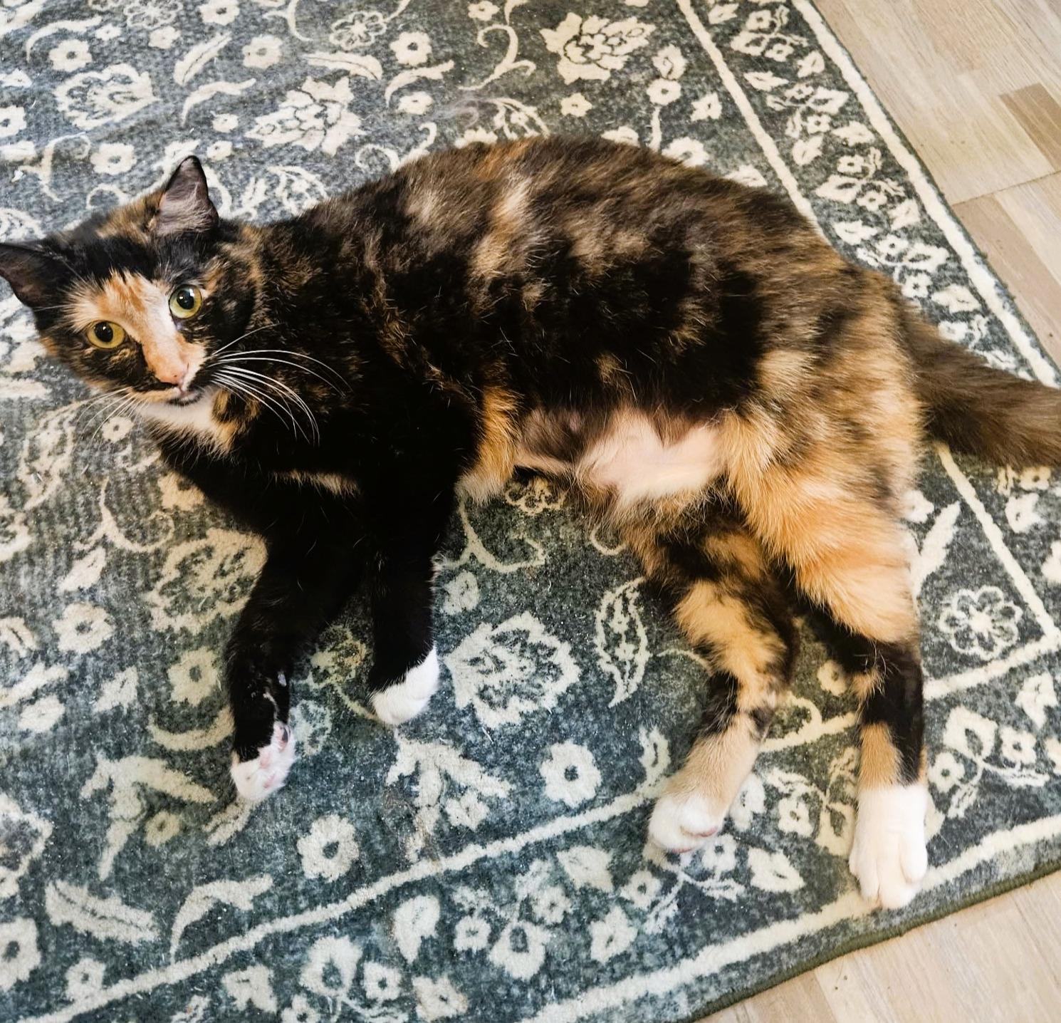 Maribel, a ADOPTABLE Domestic Short Hair in Rochester, NY image 4/4
