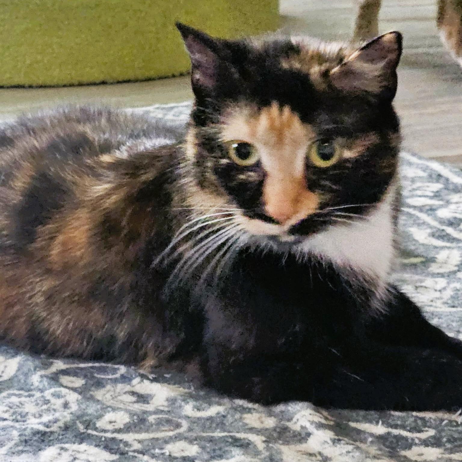 Maribel, ADOPTABLE, Young Female Domestic Short Hair.