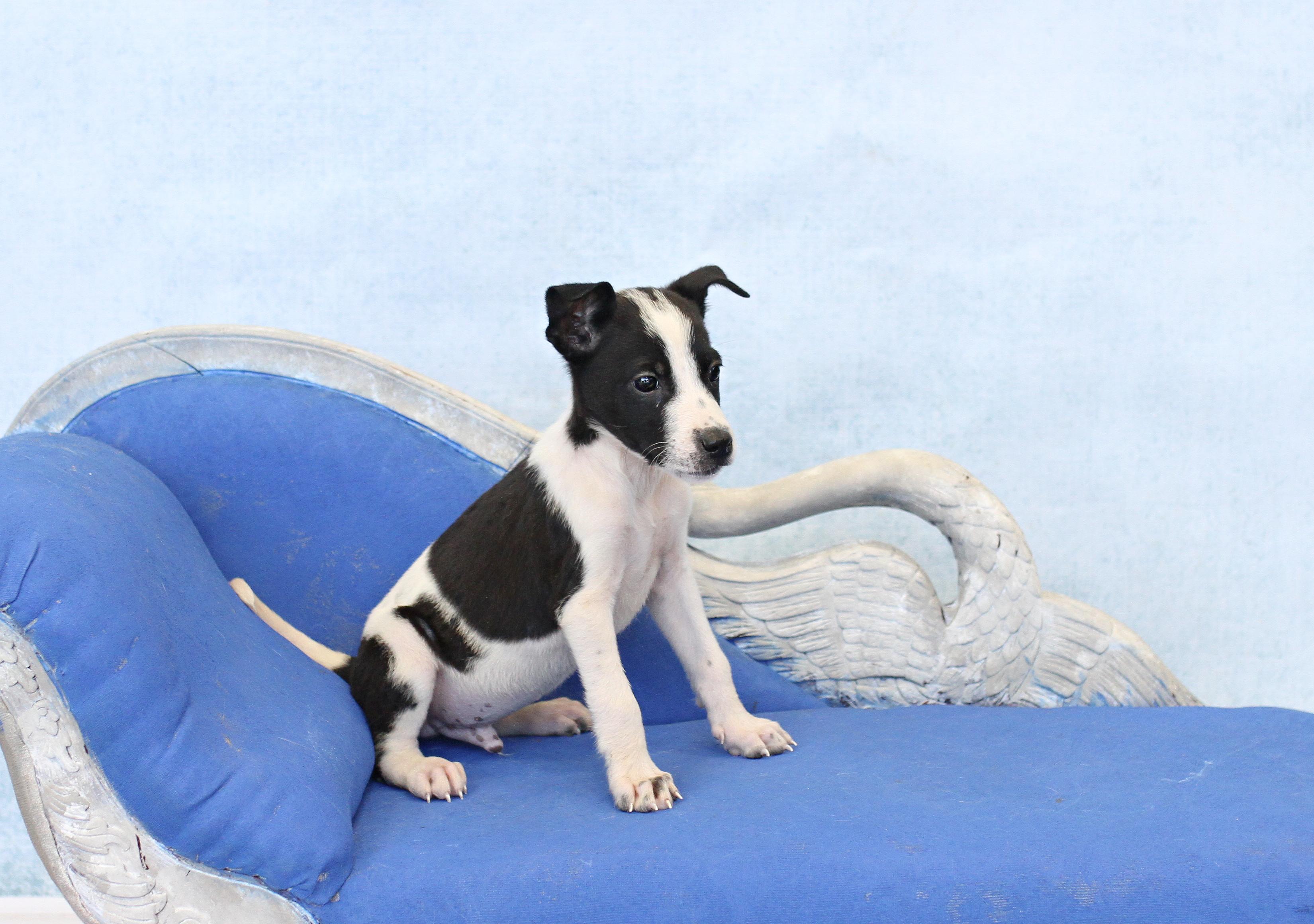 Beefmaster, an adopted mixed breed in Tyler, TX image 2/3