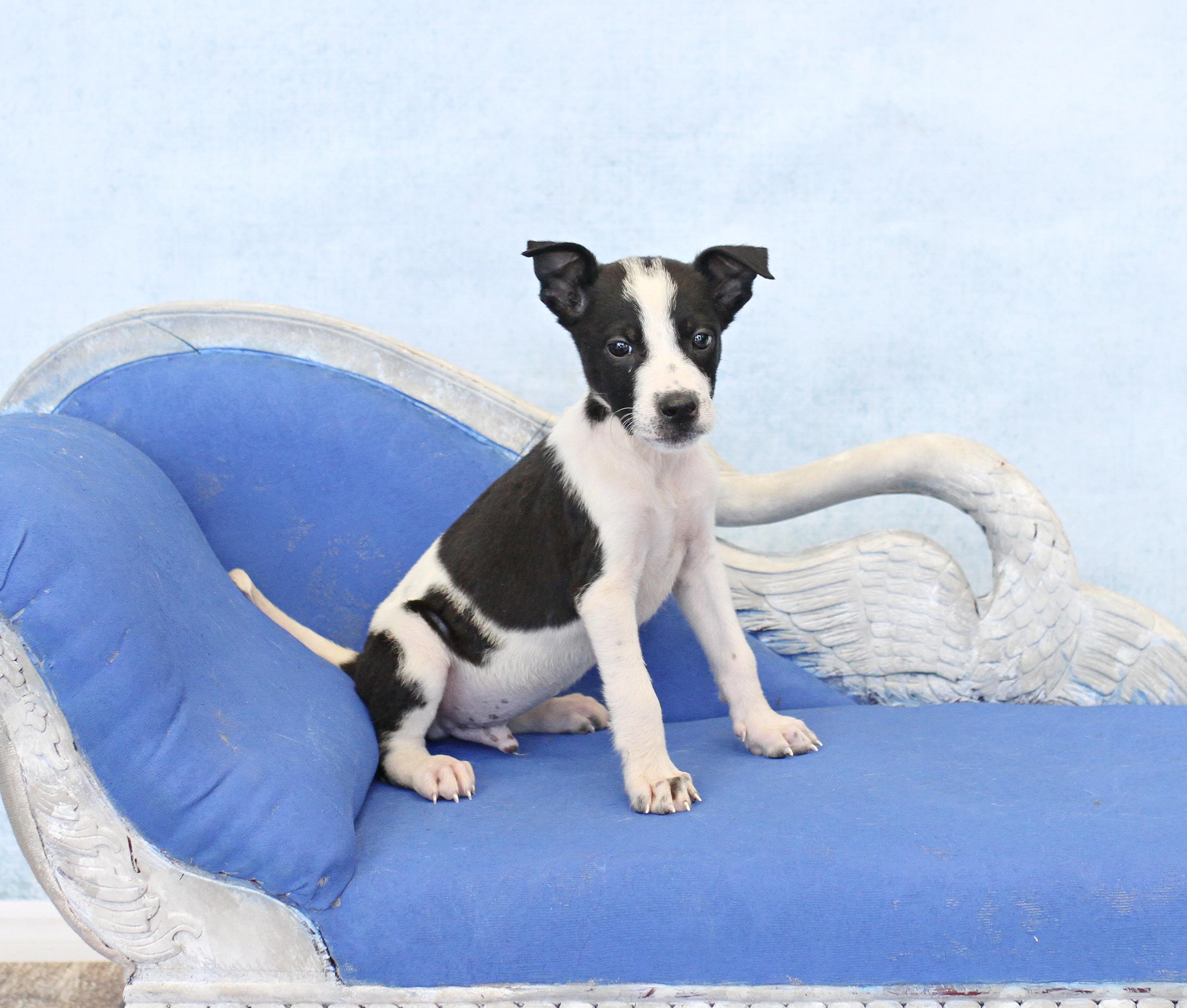 Beefmaster, adopted, Puppy Male Labrador Retriever.