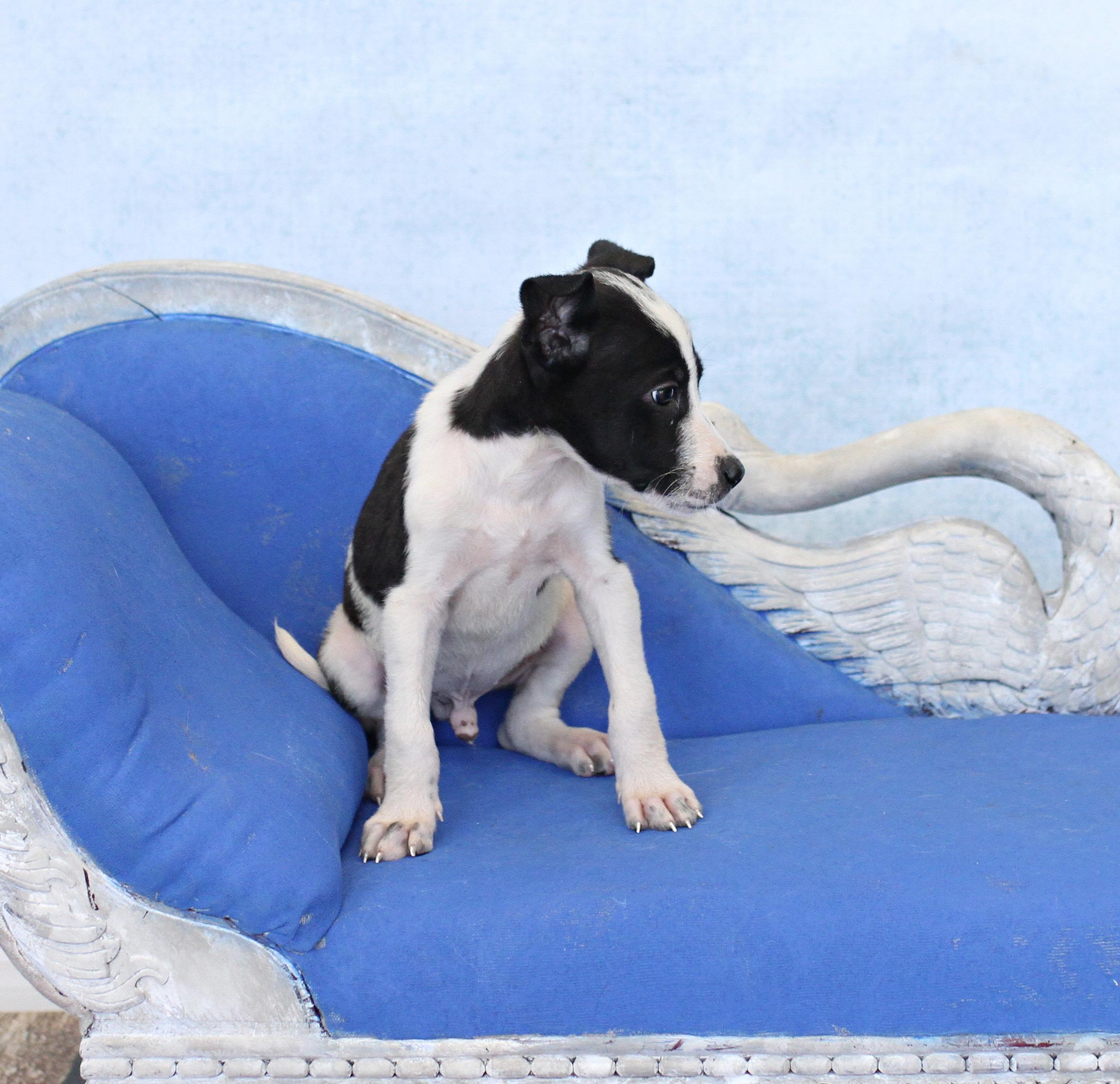 Beefmaster, an adopted mixed breed in Tyler, TX image 3/3