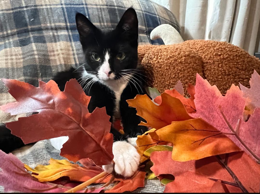 Missy, Adoptable, Young Female Domestic Short Hair.