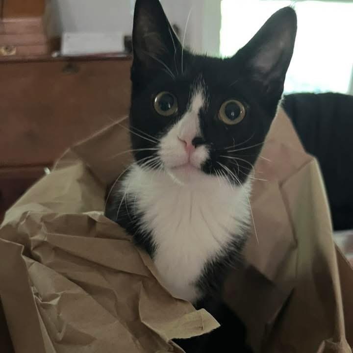 Enlarge Missy, a Adoptable Domestic Short Hair in Chesapeake Beach, MD image 2/6