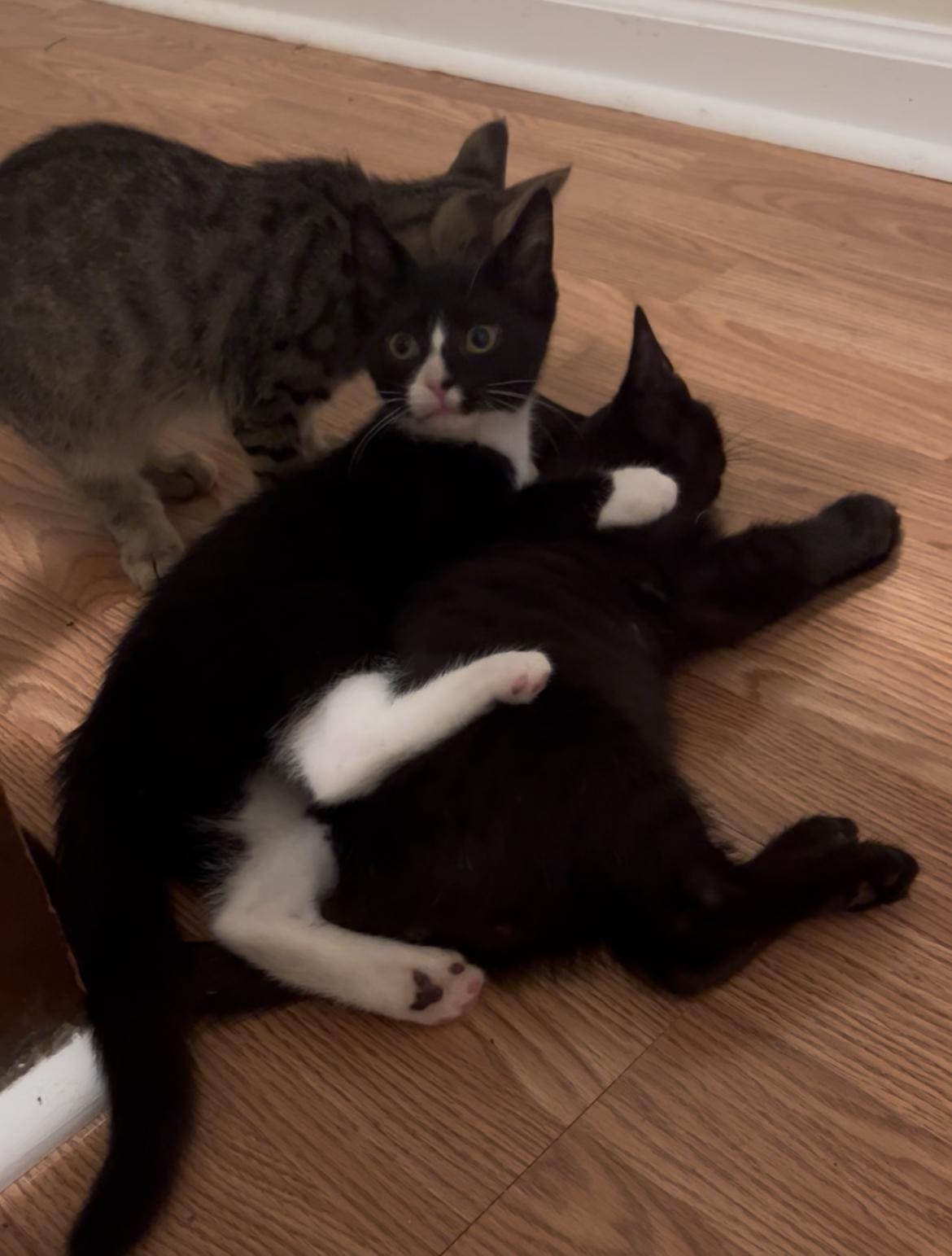 Enlarge Missy, a Adoptable Domestic Short Hair in Chesapeake Beach, MD image 6/6