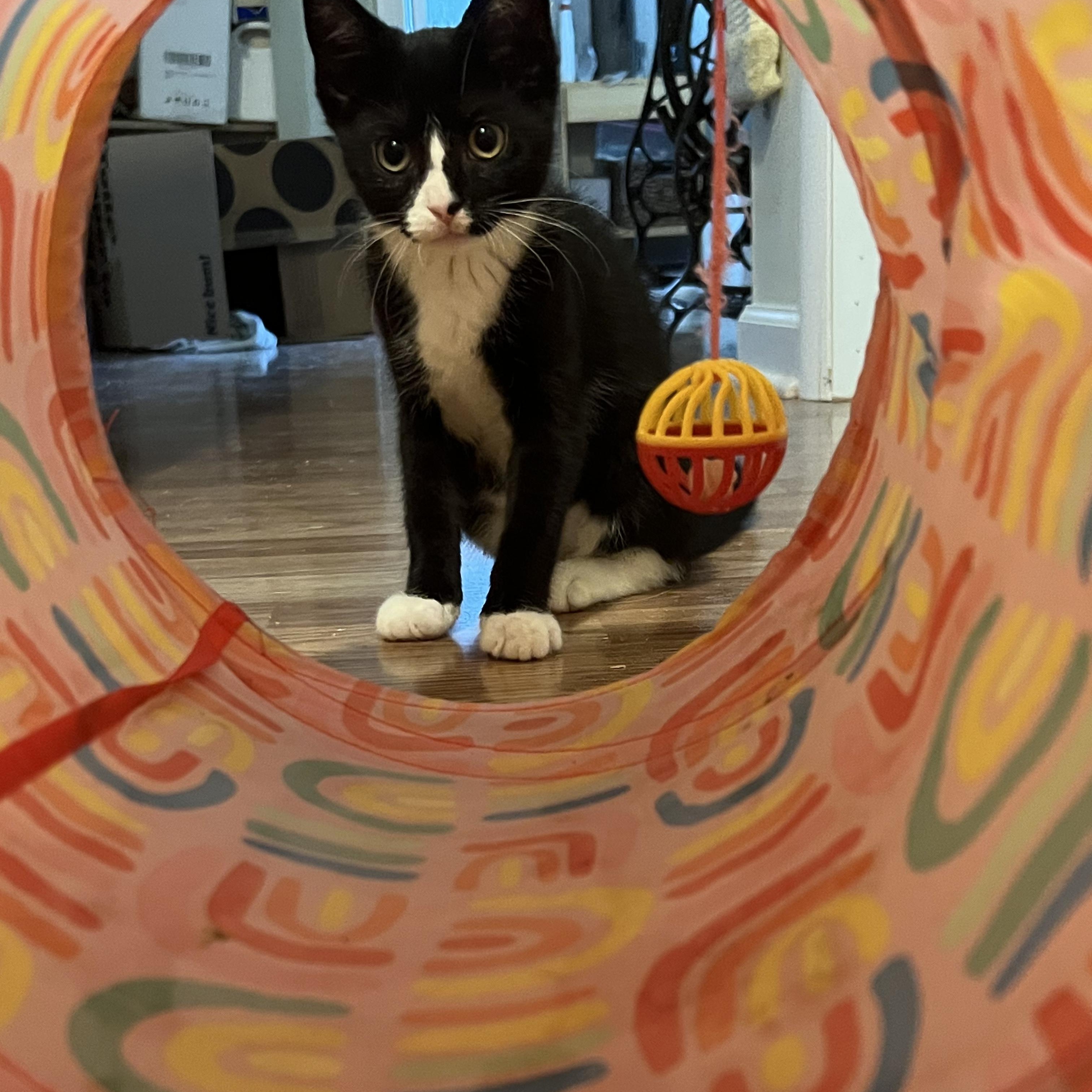 Enlarge Missy, a Adoptable Domestic Short Hair in Chesapeake Beach, MD image 4/6