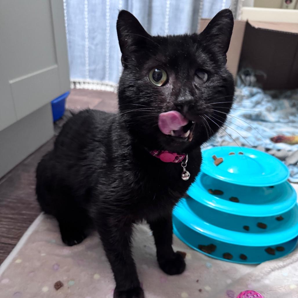 Enlarge Hibachi, a Adoptable Domestic Short Hair in Winston-Salem, NC image 2/6