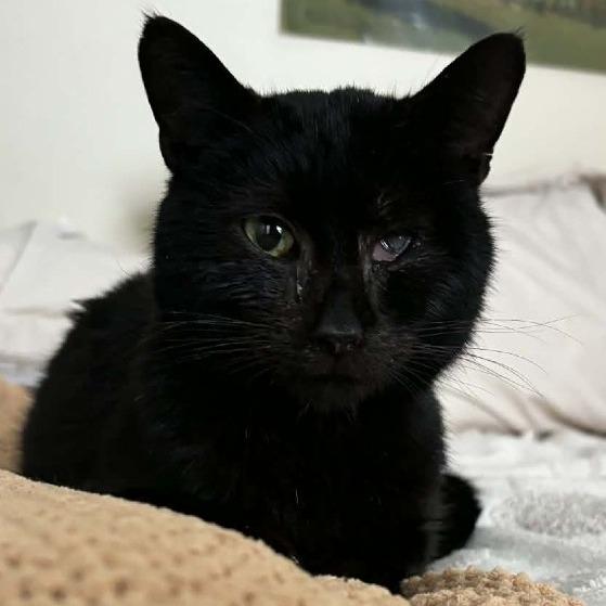 Enlarge Hibachi, a Adoptable Domestic Short Hair in Winston-Salem, NC image 3/6