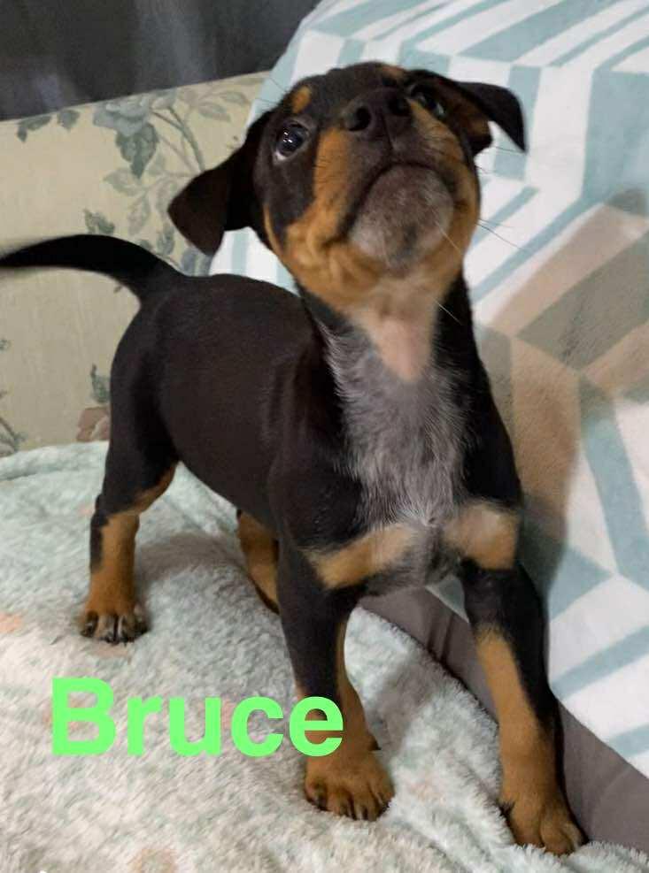 Bruce - Rockstar Litter