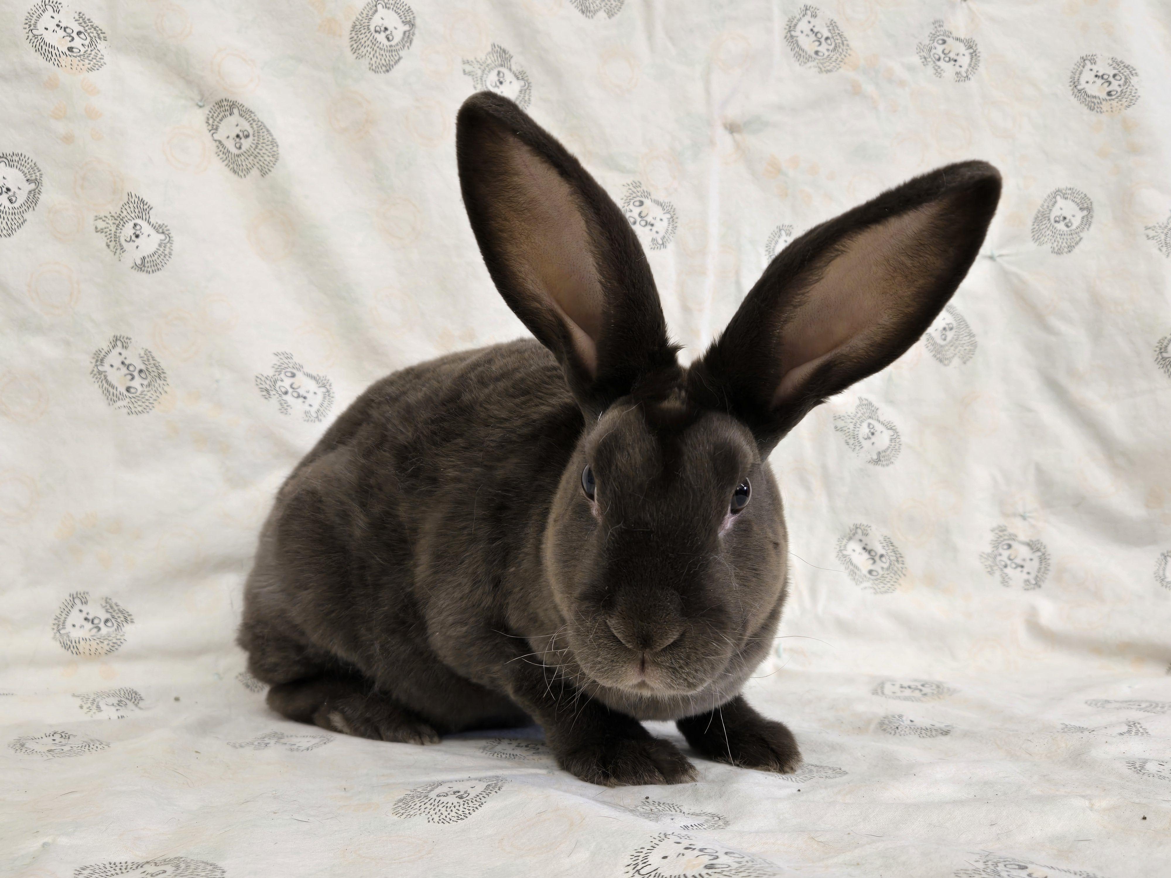 Hazel & Hugo, a ADOPTABLE Rex in Deerfield, WI image 3/6