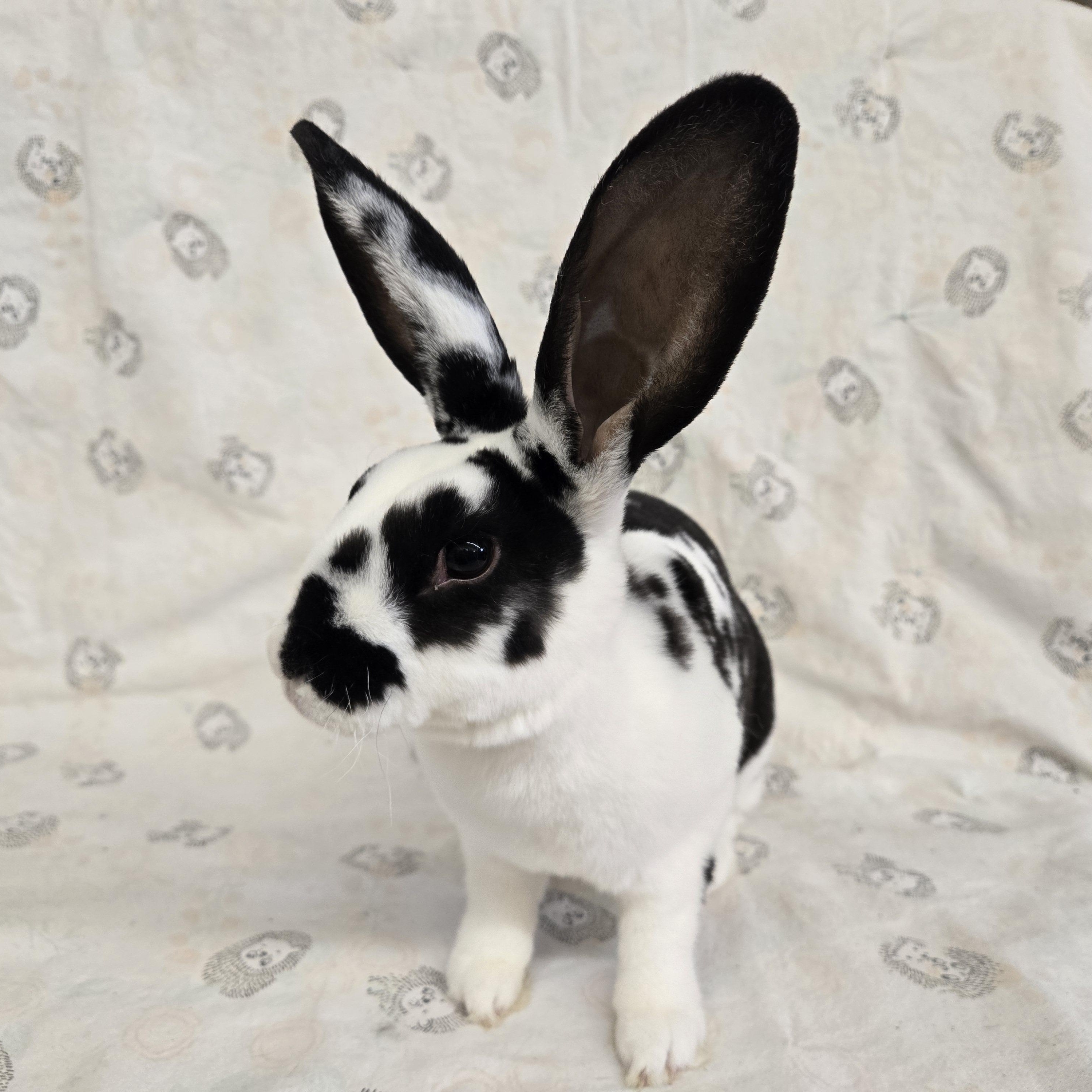 Hazel & Hugo, a ADOPTABLE Rex in Deerfield, WI image 5/6