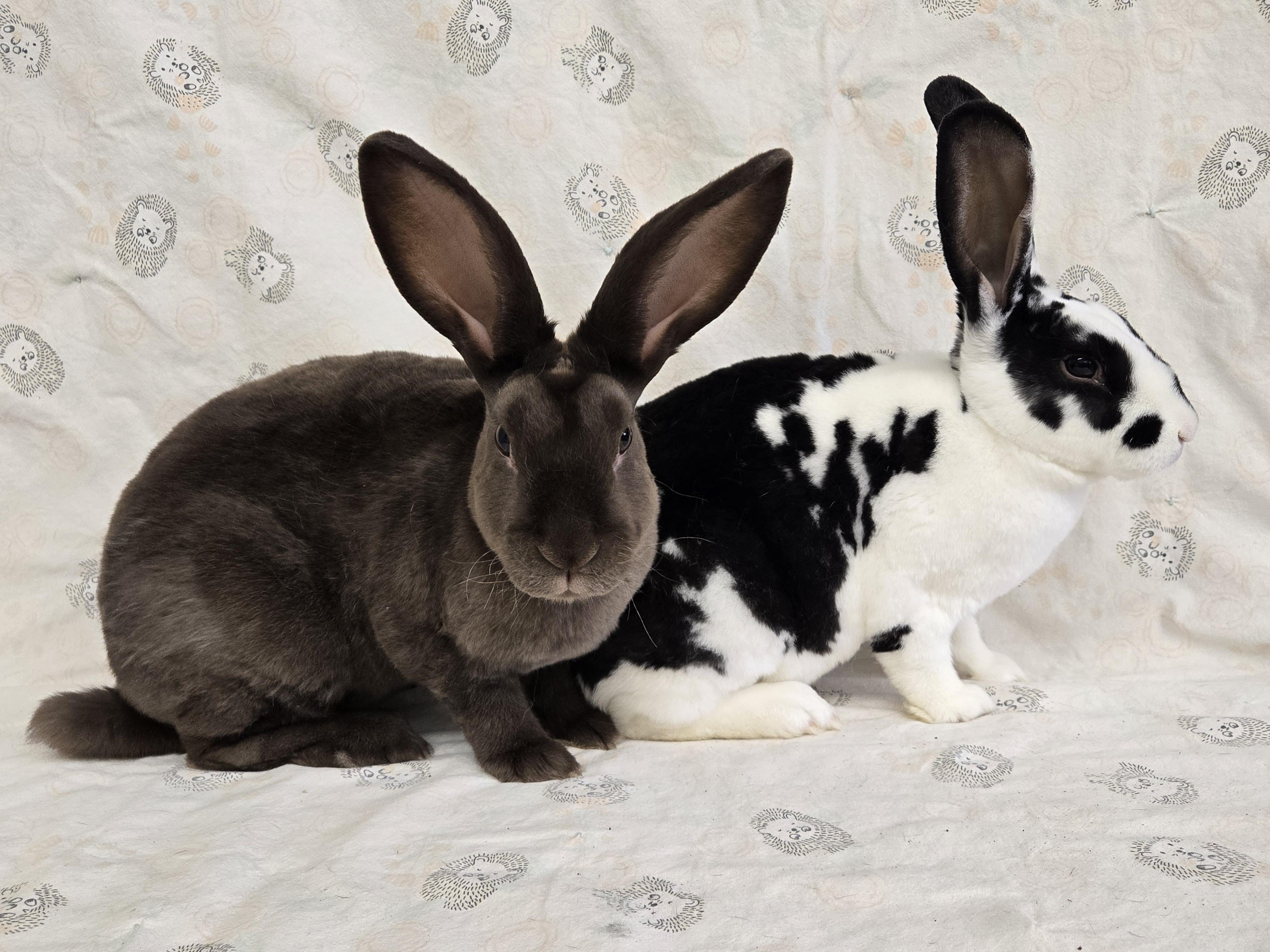 Hazel & Hugo, a ADOPTABLE Rex in Deerfield, WI image 2/6