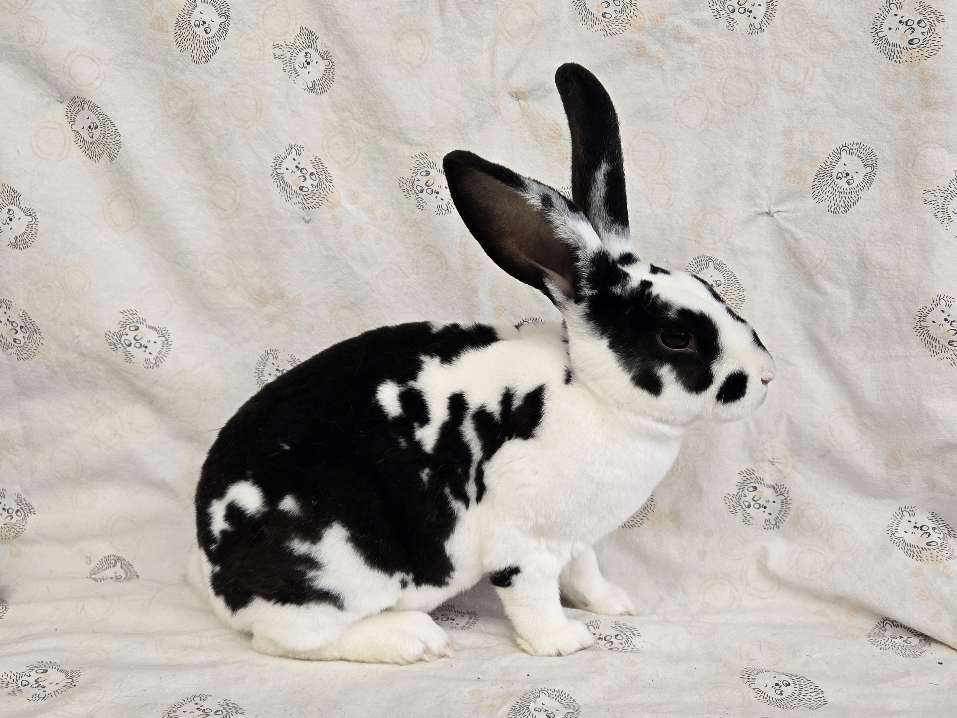 Hazel & Hugo, a ADOPTABLE Rex in Deerfield, WI image 6/6