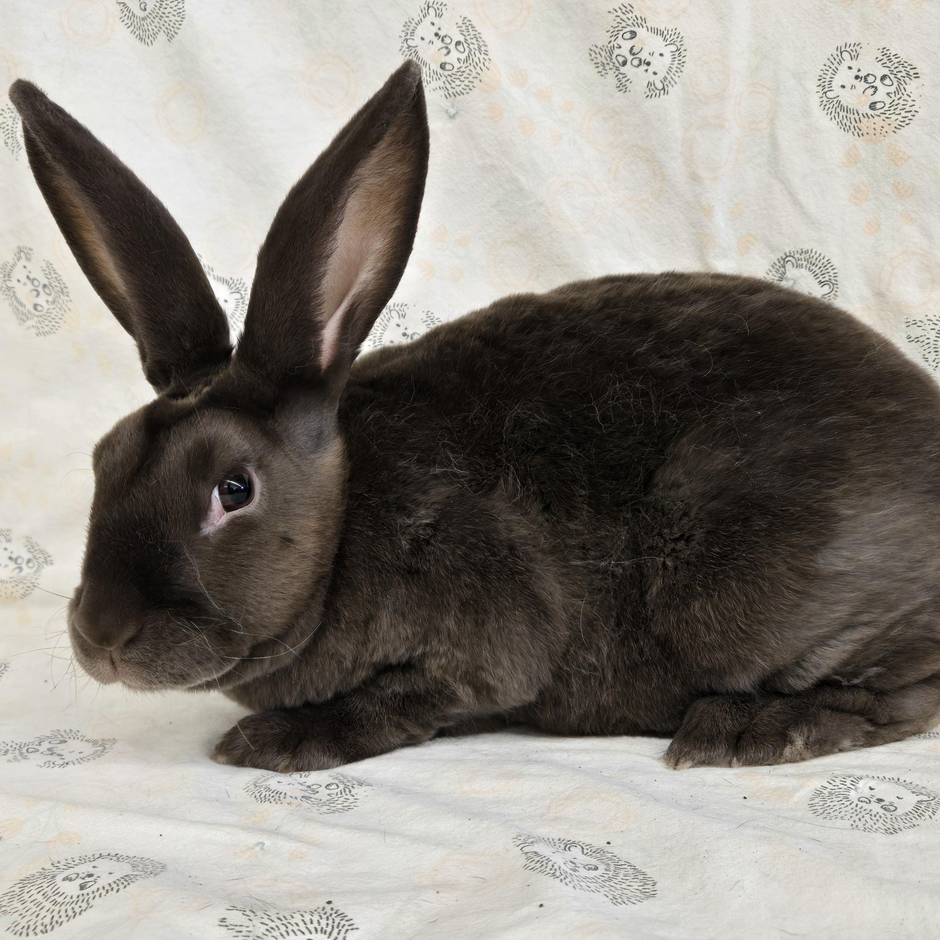 Hazel & Hugo, a ADOPTABLE Rex in Deerfield, WI image 4/6