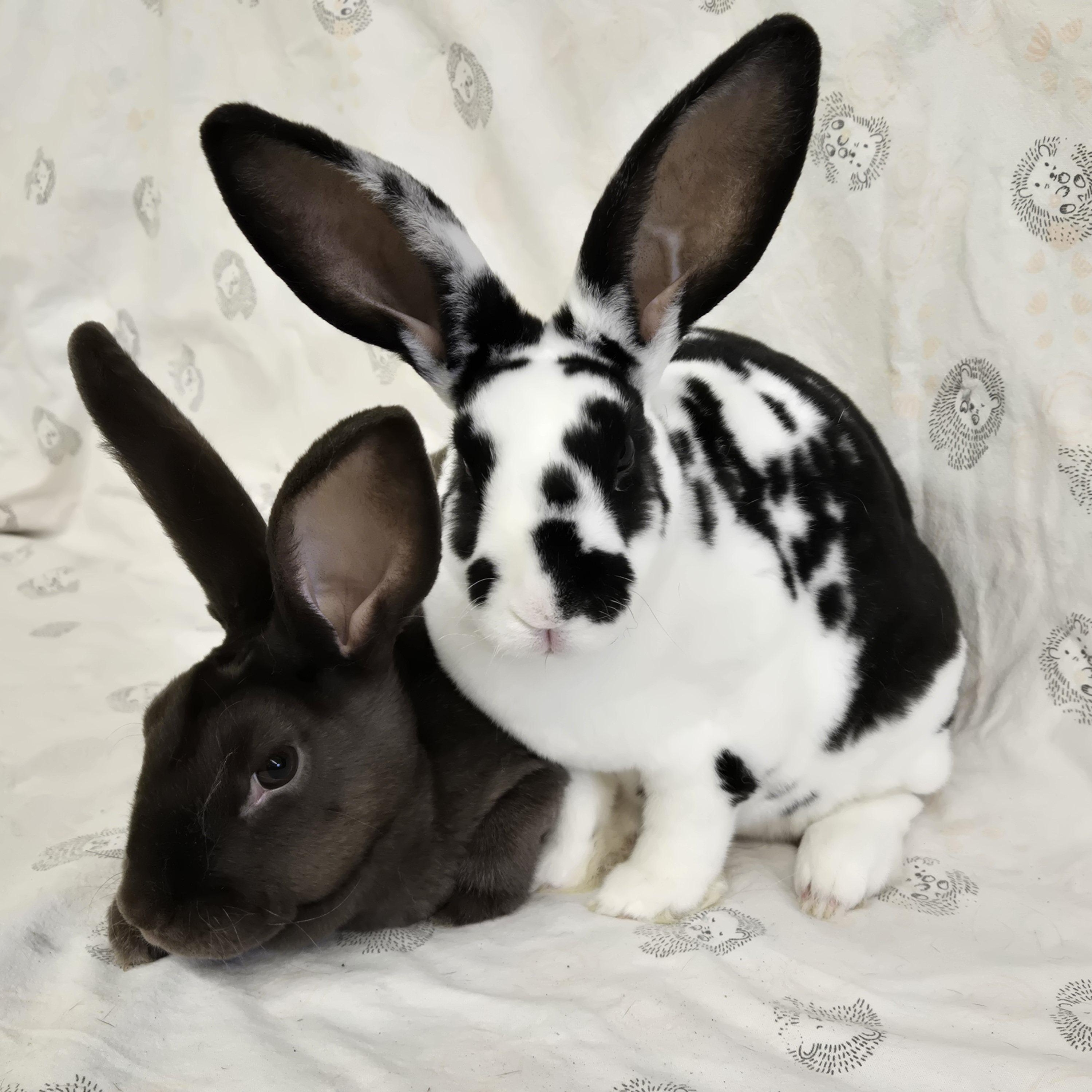 Hazel & Hugo, ADOPTABLE, Young Female Rex.