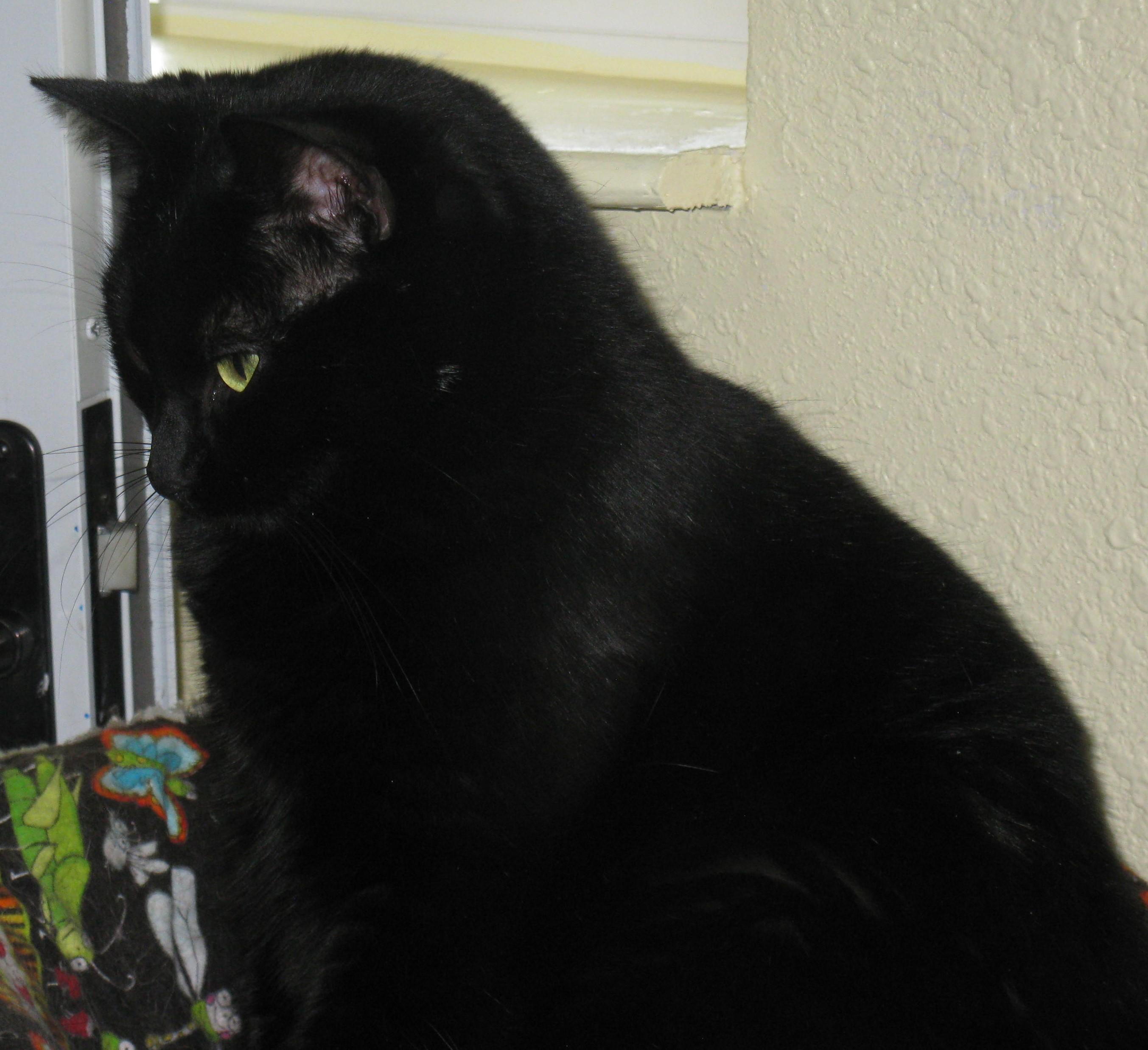 Opal, a Adoptable Domestic Short Hair in Libby, MT image 2/6
