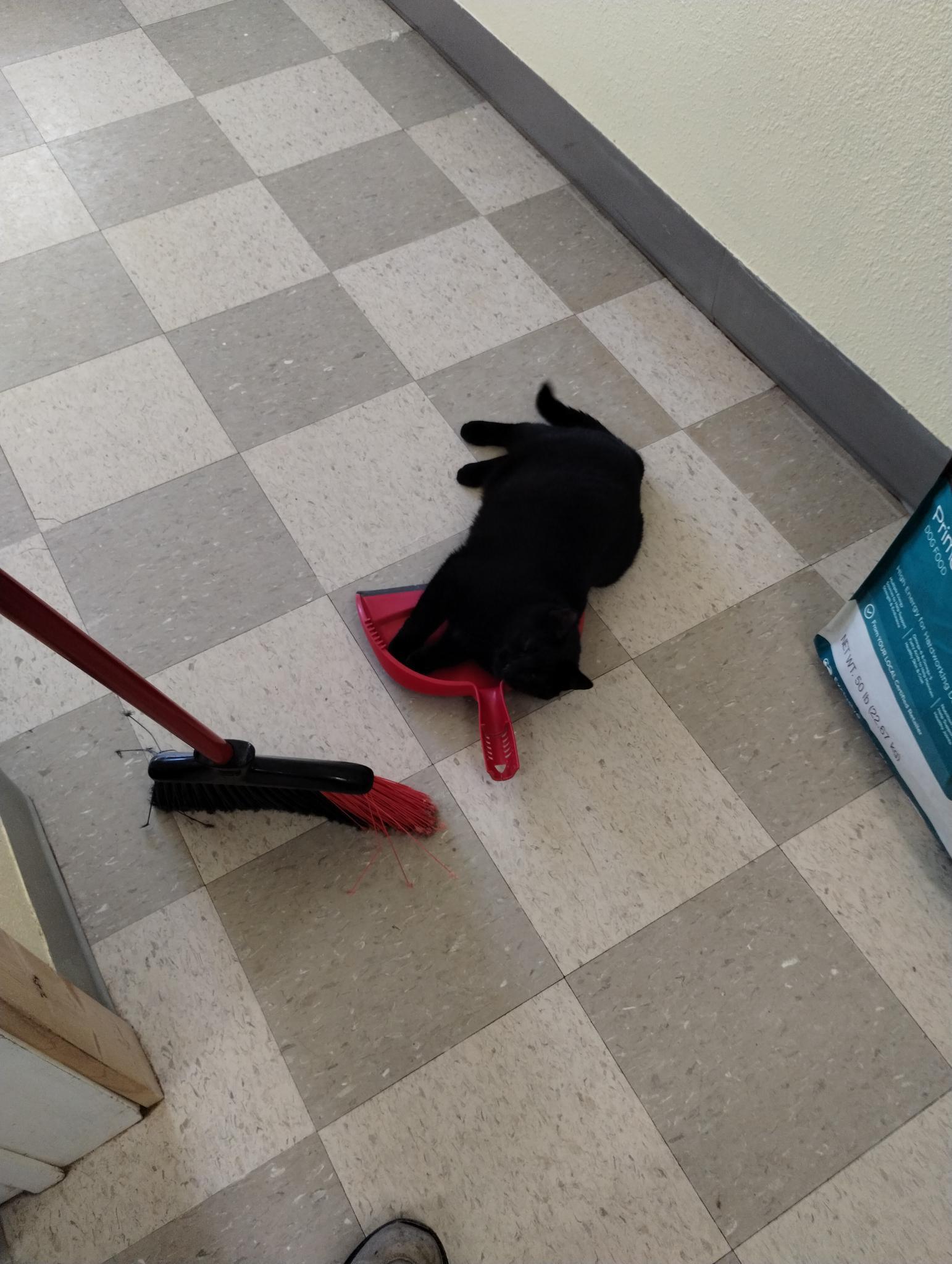 Opal, a Adoptable Domestic Short Hair in Libby, MT image 3/6